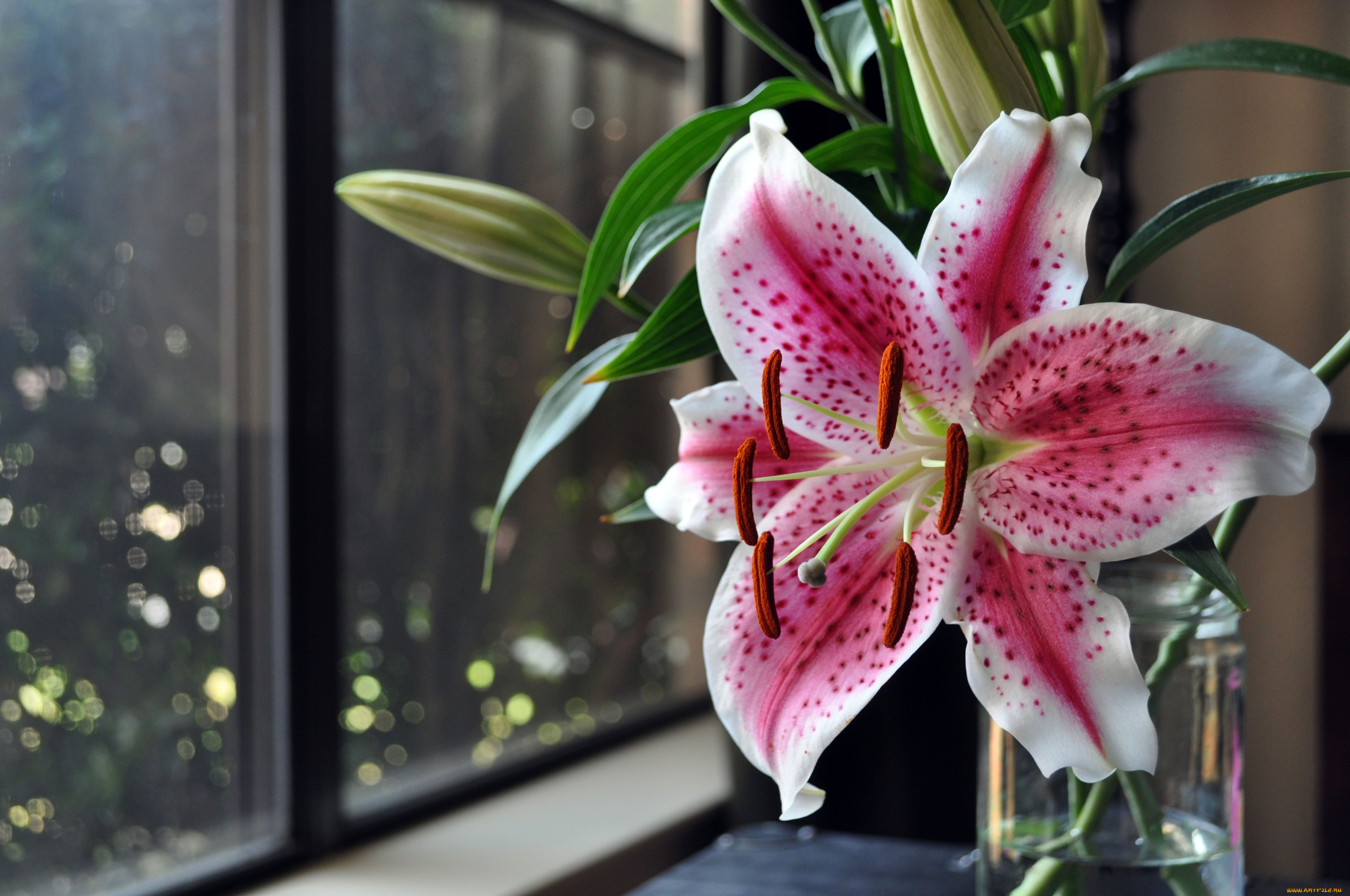 цветы, лилии, лилейники, азиатская, лилия, окно
