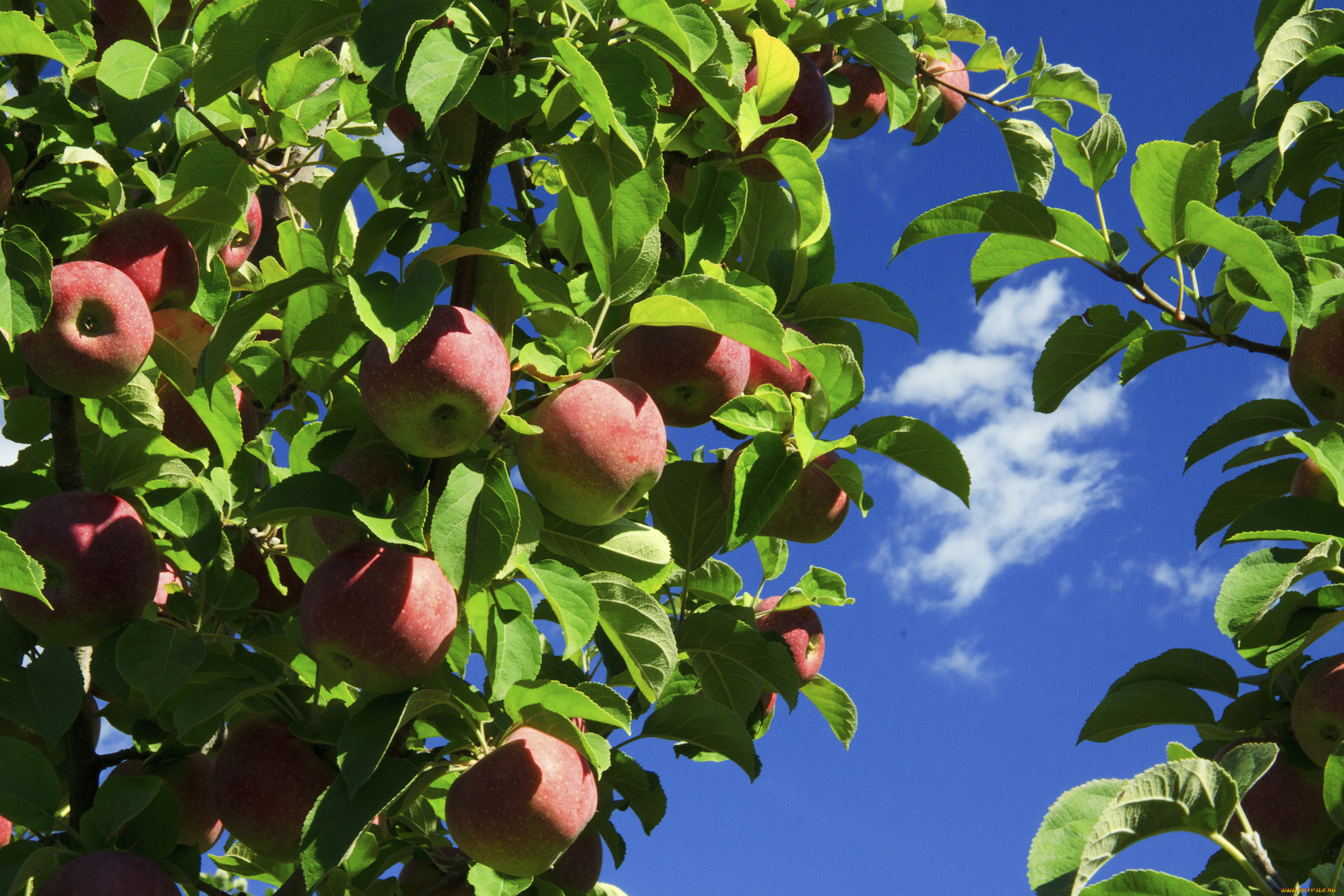 природа, плоды, небо, листья, яблока