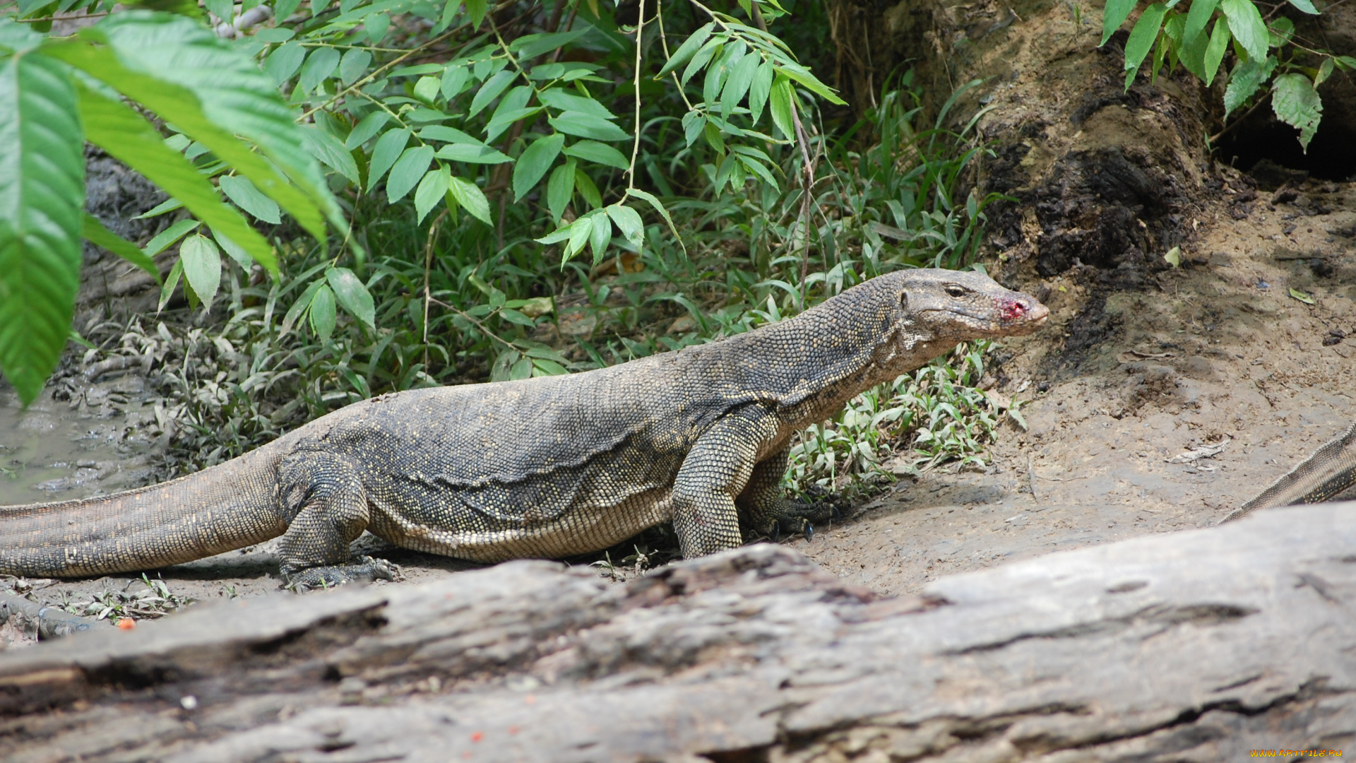 asian, water, monitor, животные, Ящерицы, игуаны, вараны, трава, листья, варан
