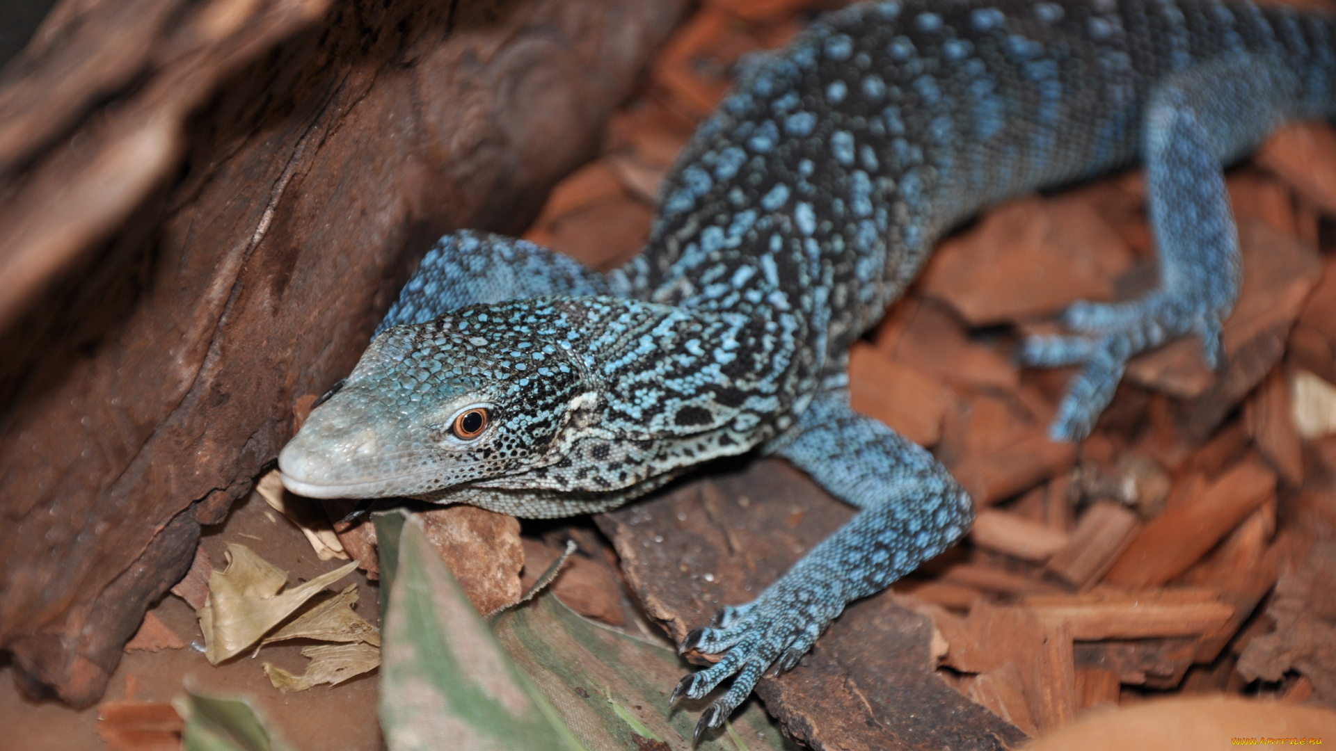 blue, spotted, tree, monitor, животные, Ящерицы, игуаны, вараны, ящерица, голубая
