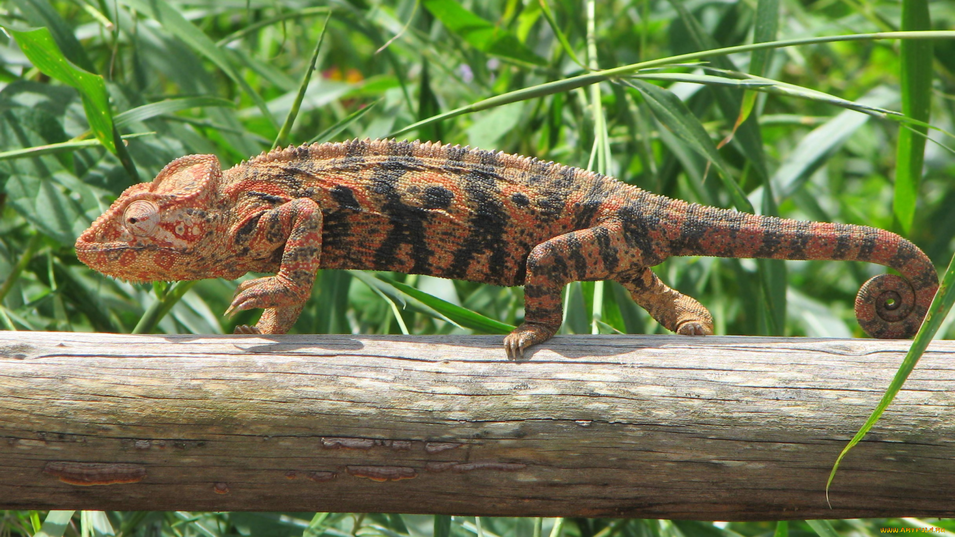 chameleon, животные, хамелеоны, окрас, хамелеон, дерево