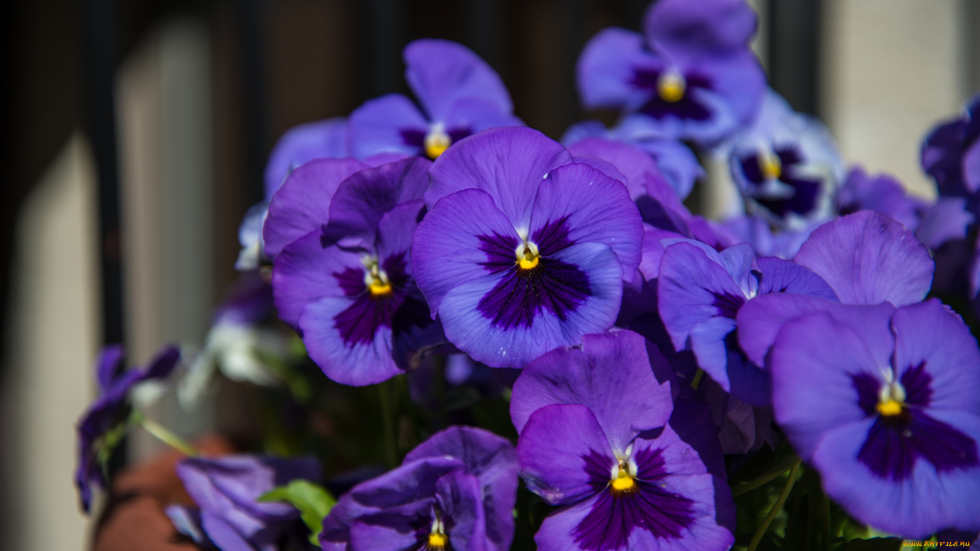 цветы, анютины, глазки, садовые, фиалки, фиолетовый