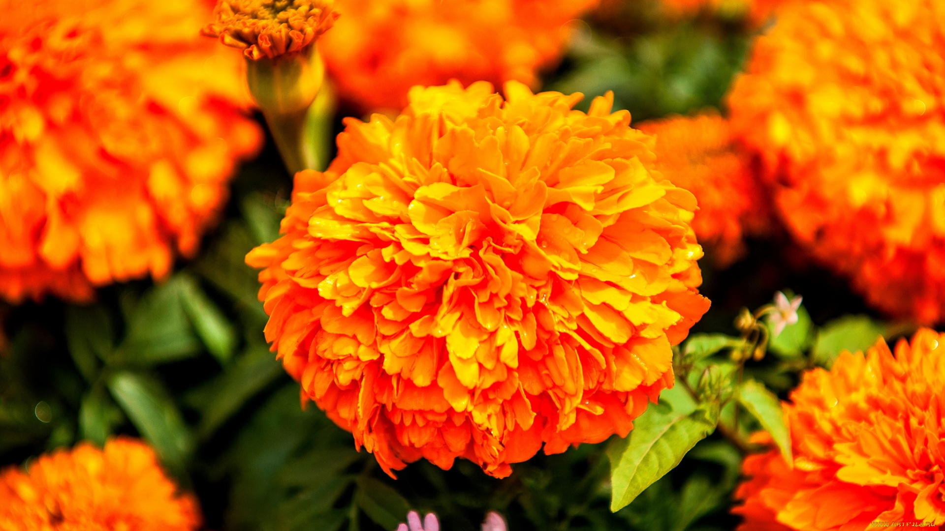 цветы, бархатцы, оранжевый, макро