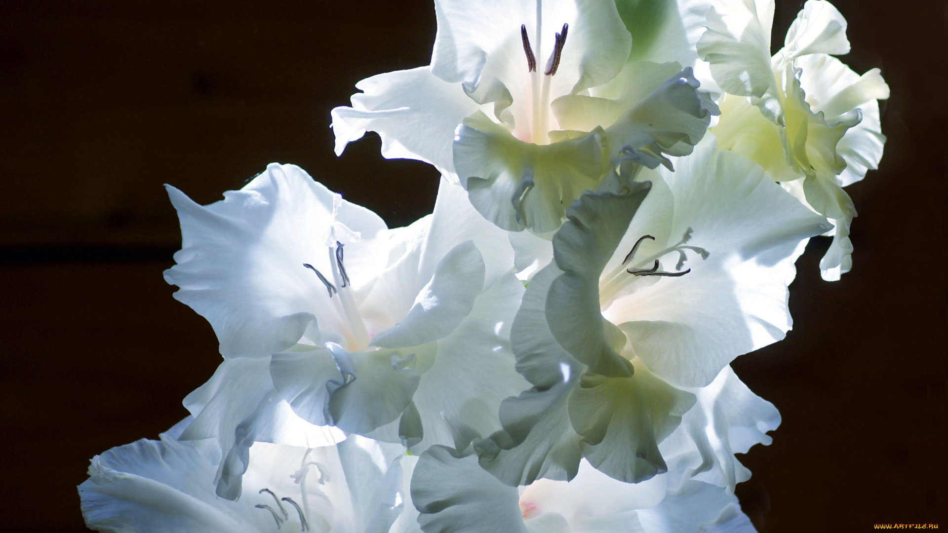 цветы, гладиолусы