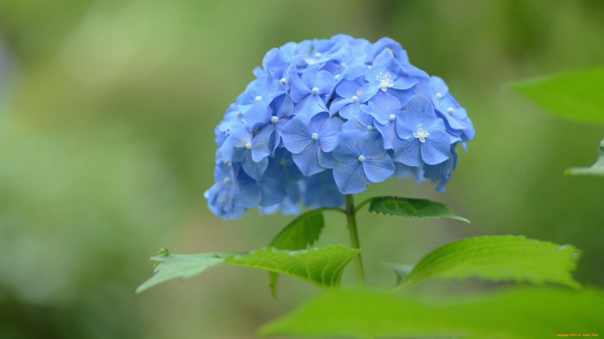 цветы, гортензия, голубой