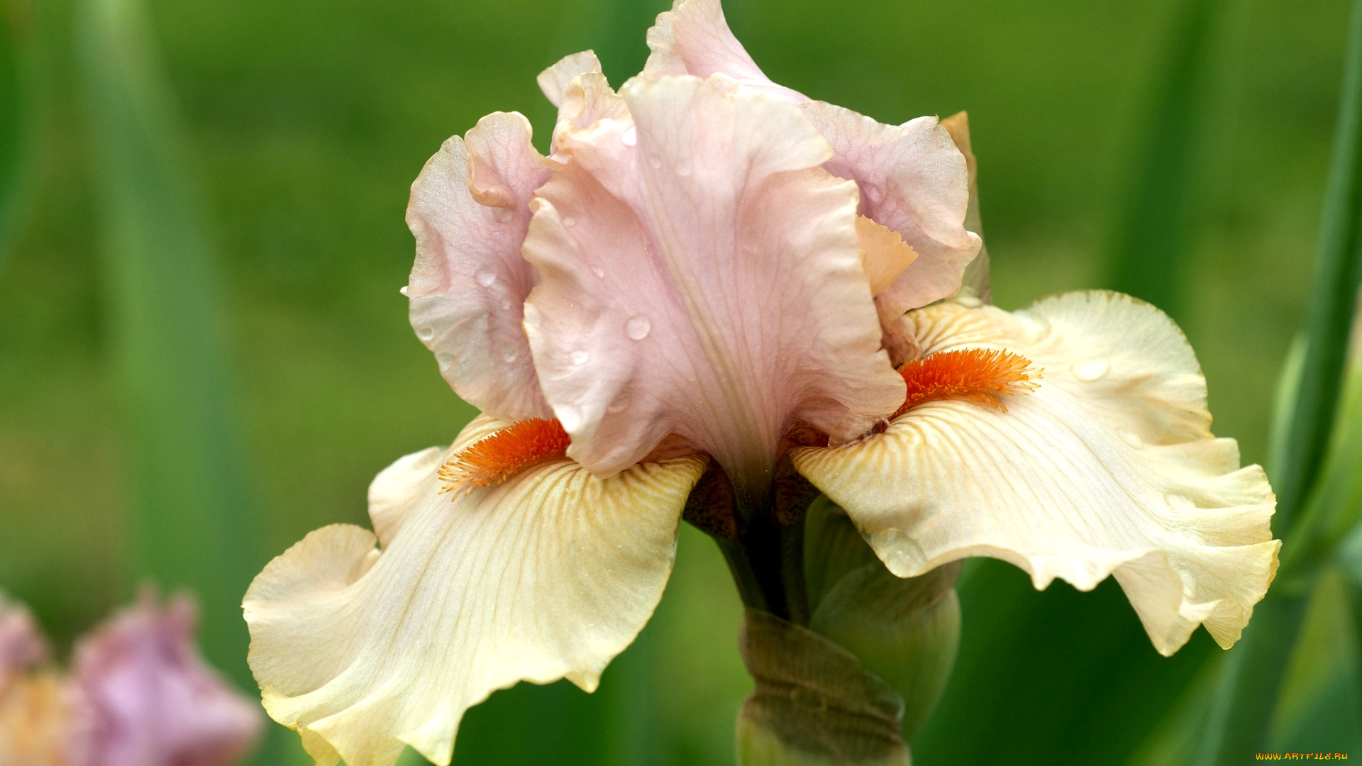 цветы, ирисы, кремовый