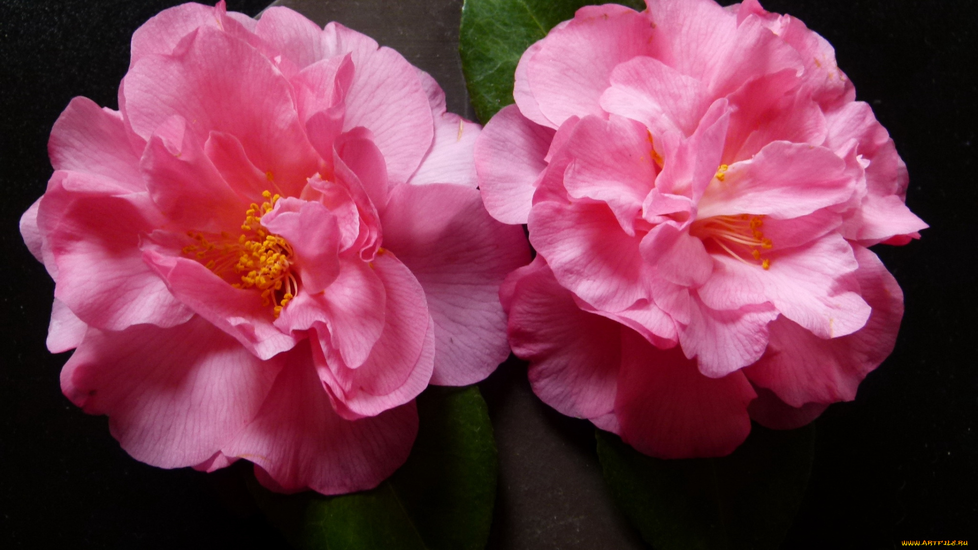 цветы, камелии, камелия