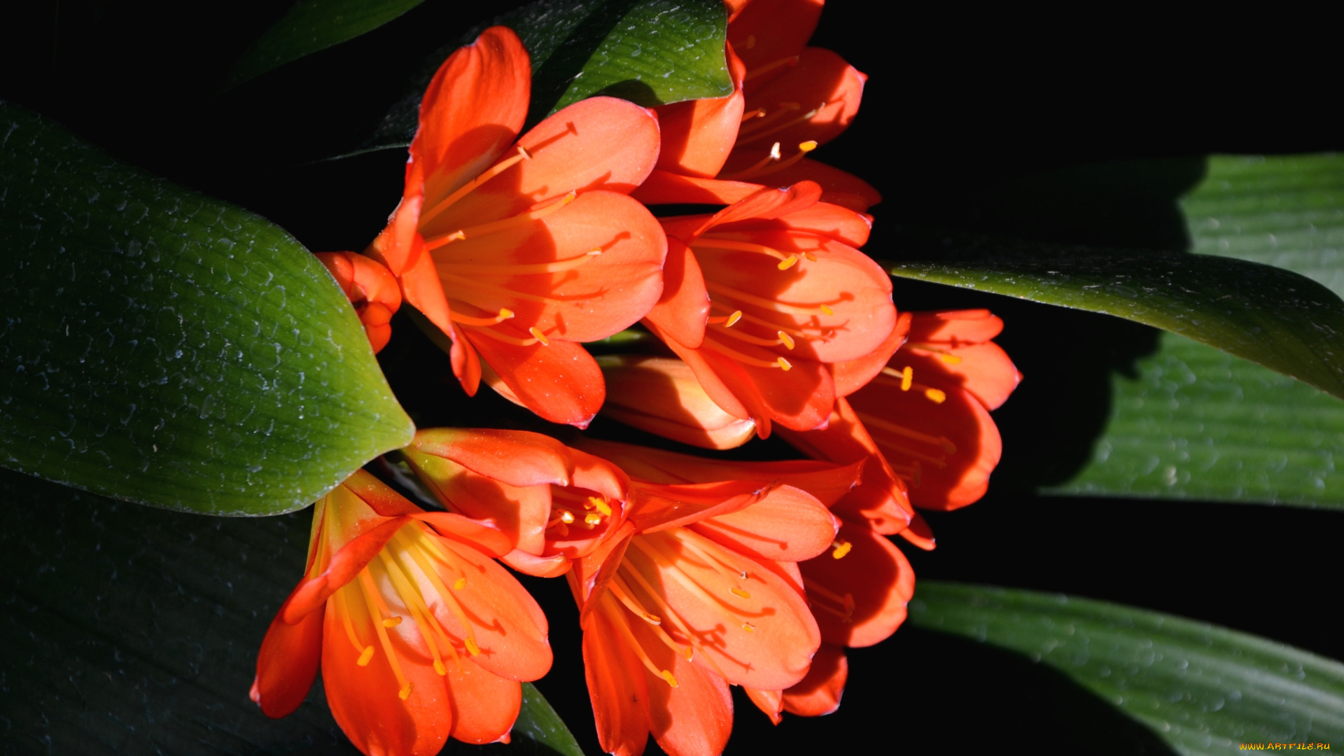 цветы, кливия, оранжевый