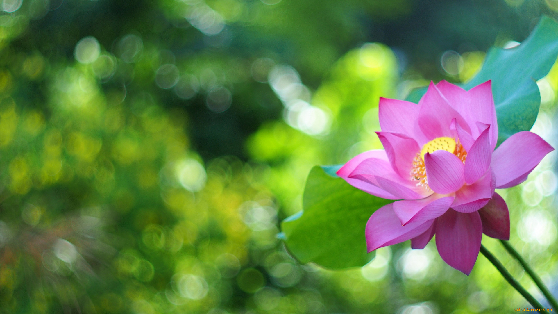 цветы, лотосы, розовый