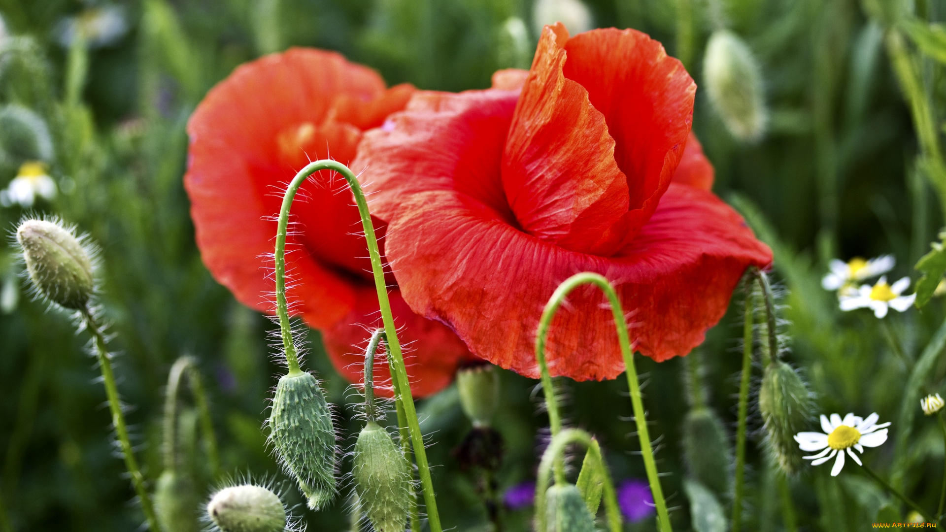цветы, маки, красный