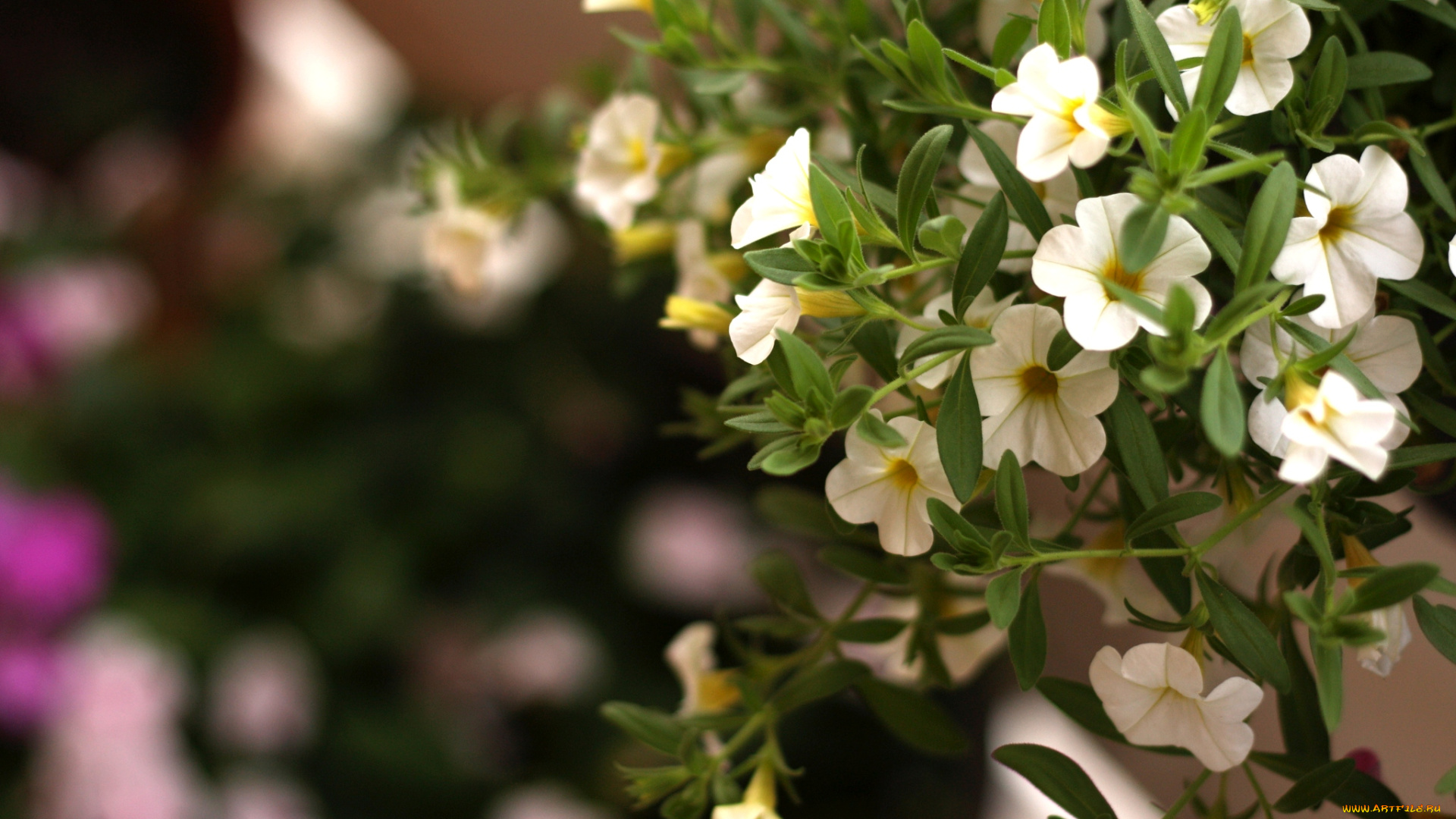 цветы, петунии, калибрахоа