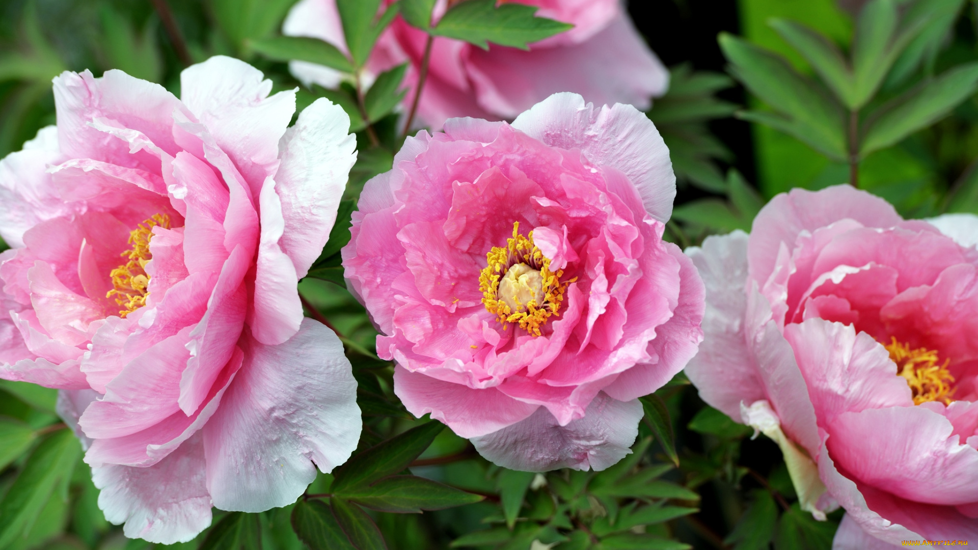цветы, пионы, розовый
