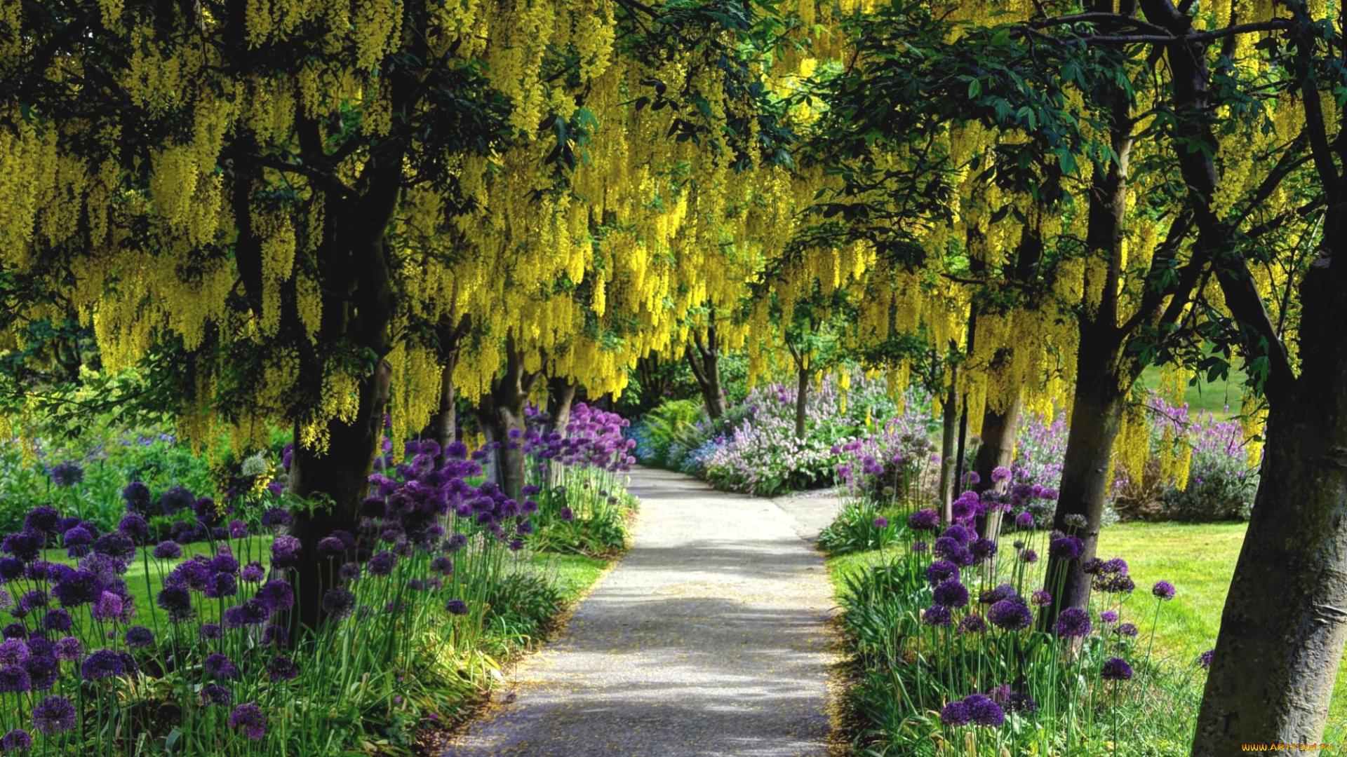 цветы, разные, вместе, глициния, аллиум