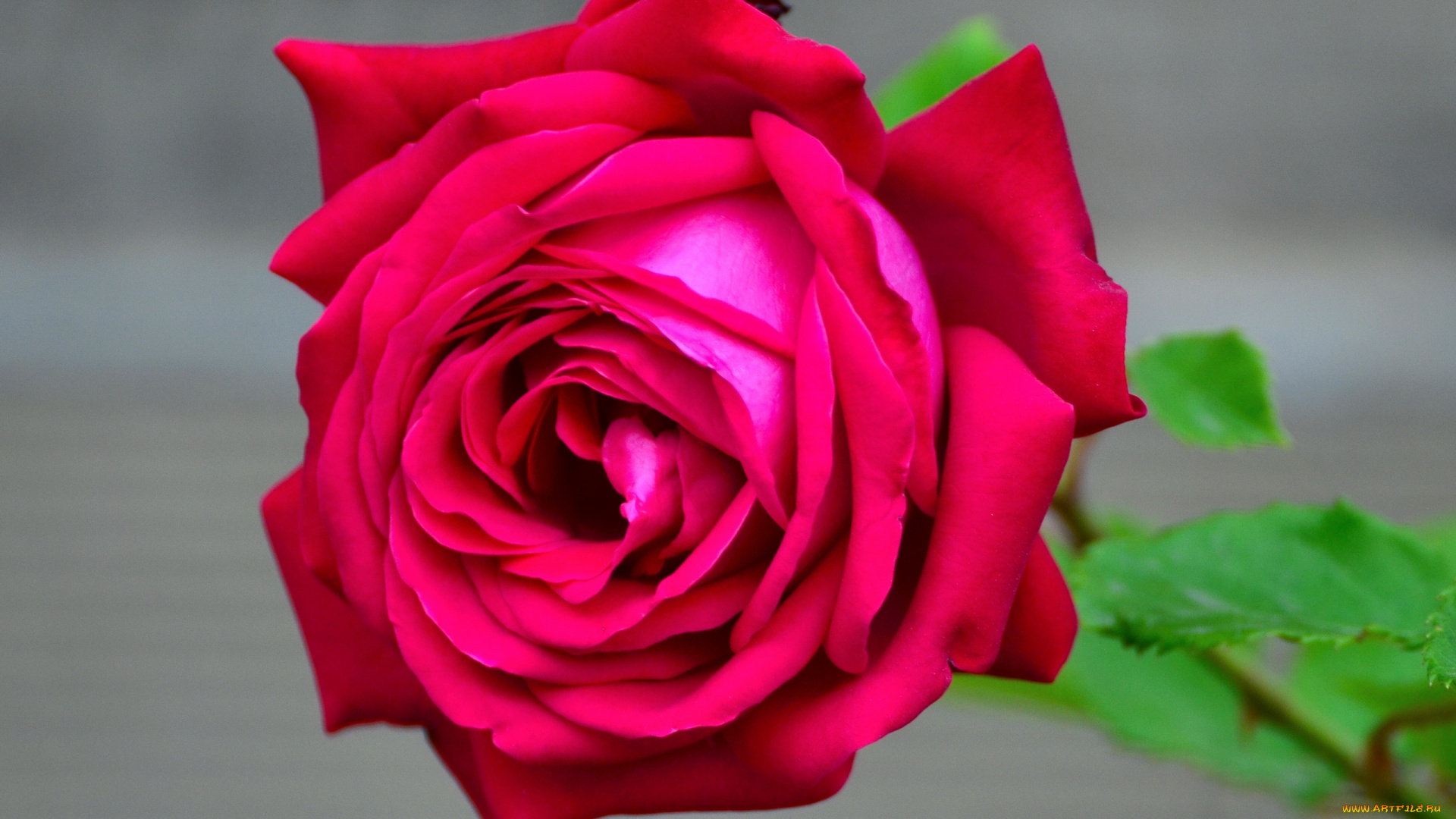 цветы, розы, бутон, макро