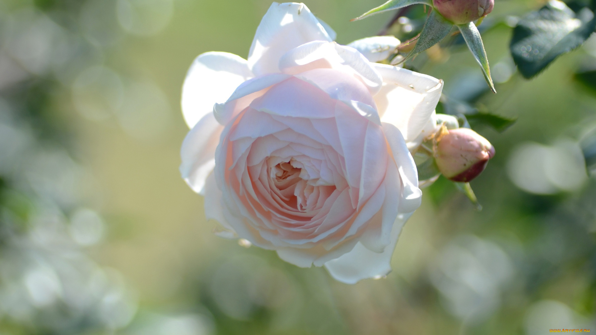 цветы, розы, кремовый