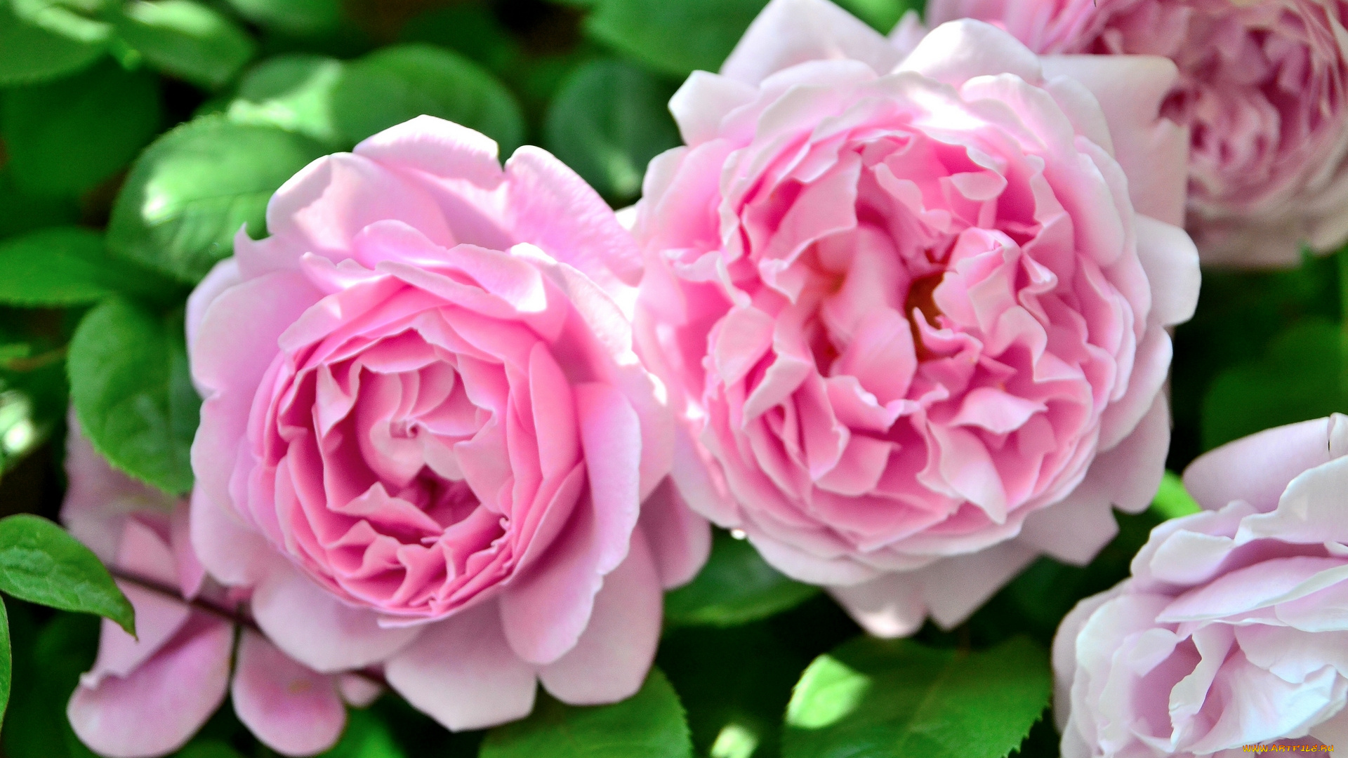 цветы, розы, макро