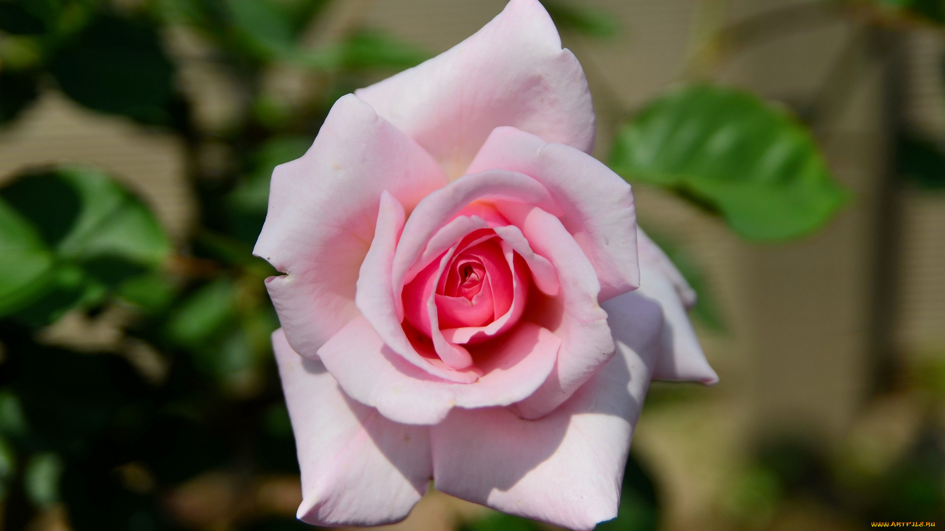 цветы, розы, макро, бутон