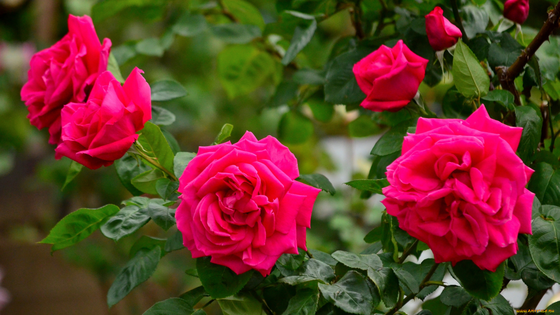 цветы, розы, розовый, куст