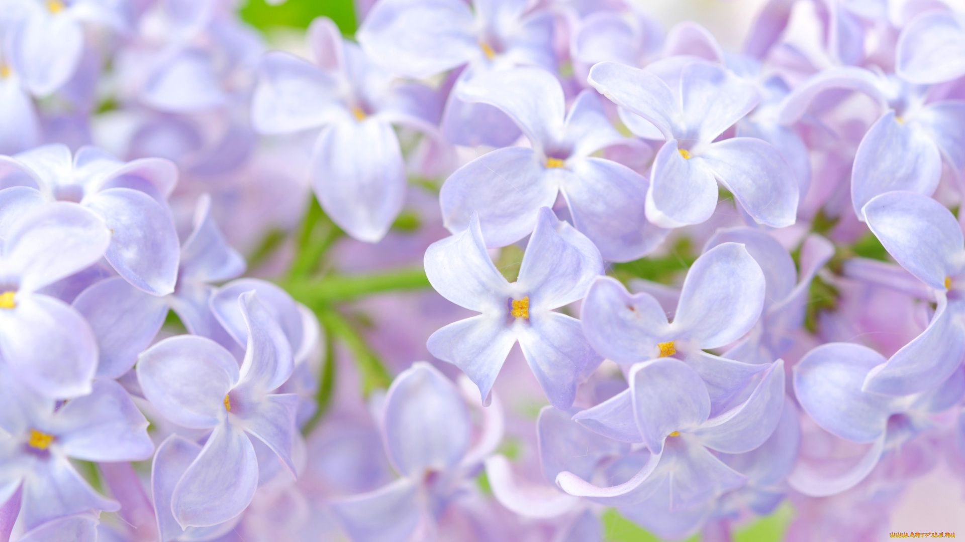 цветы, сирень, макро, нежность