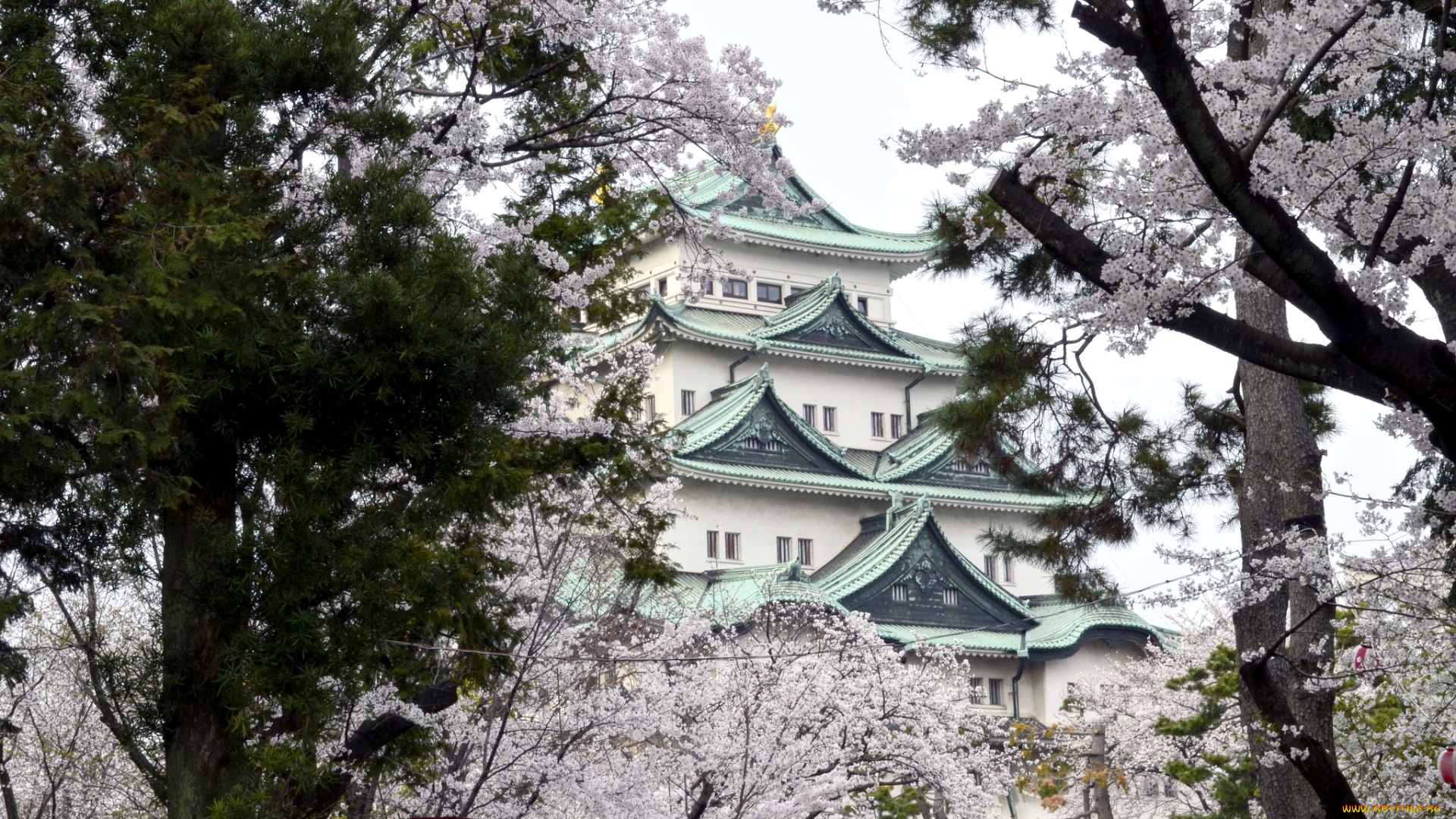 города, замки, Японии, пагода, сакура