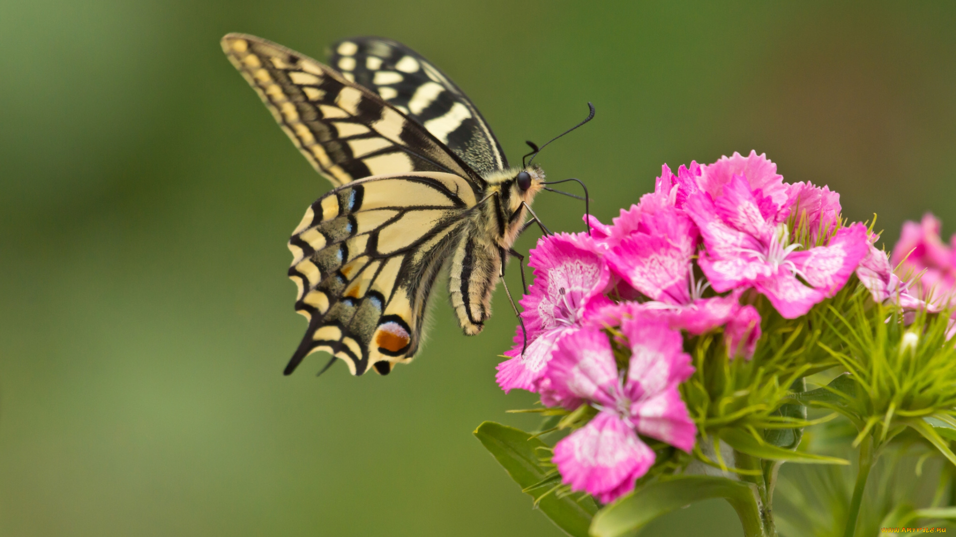 животные, бабочки, цветок, гвоздика, макро, махаон