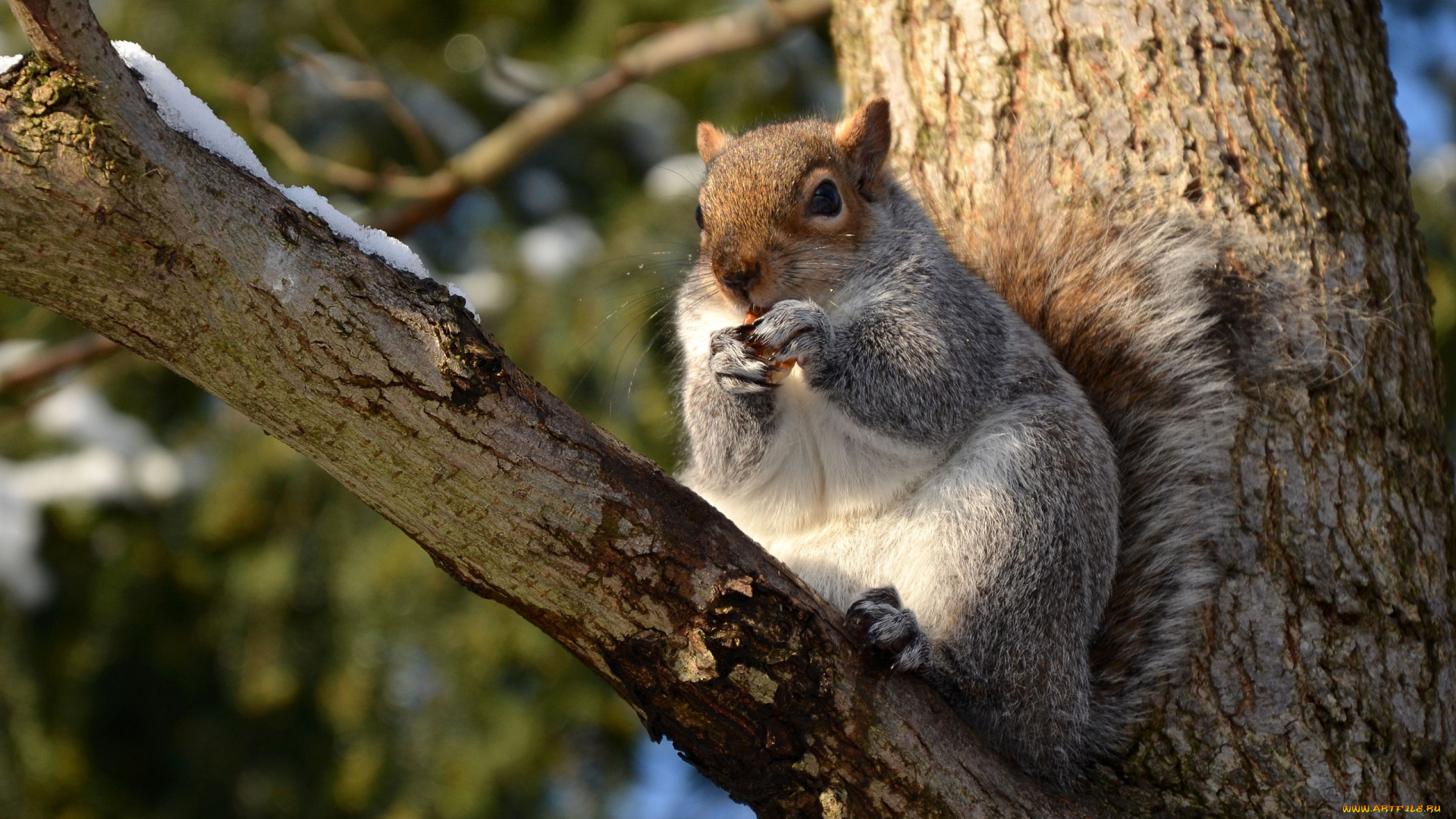 животные, белки, дерево, ветка, сук
