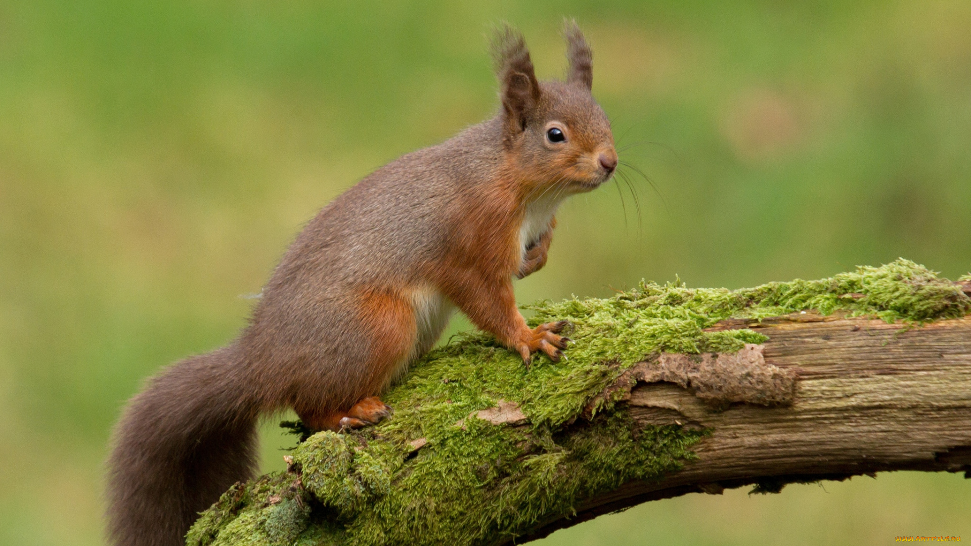 животные, белки, рыжая