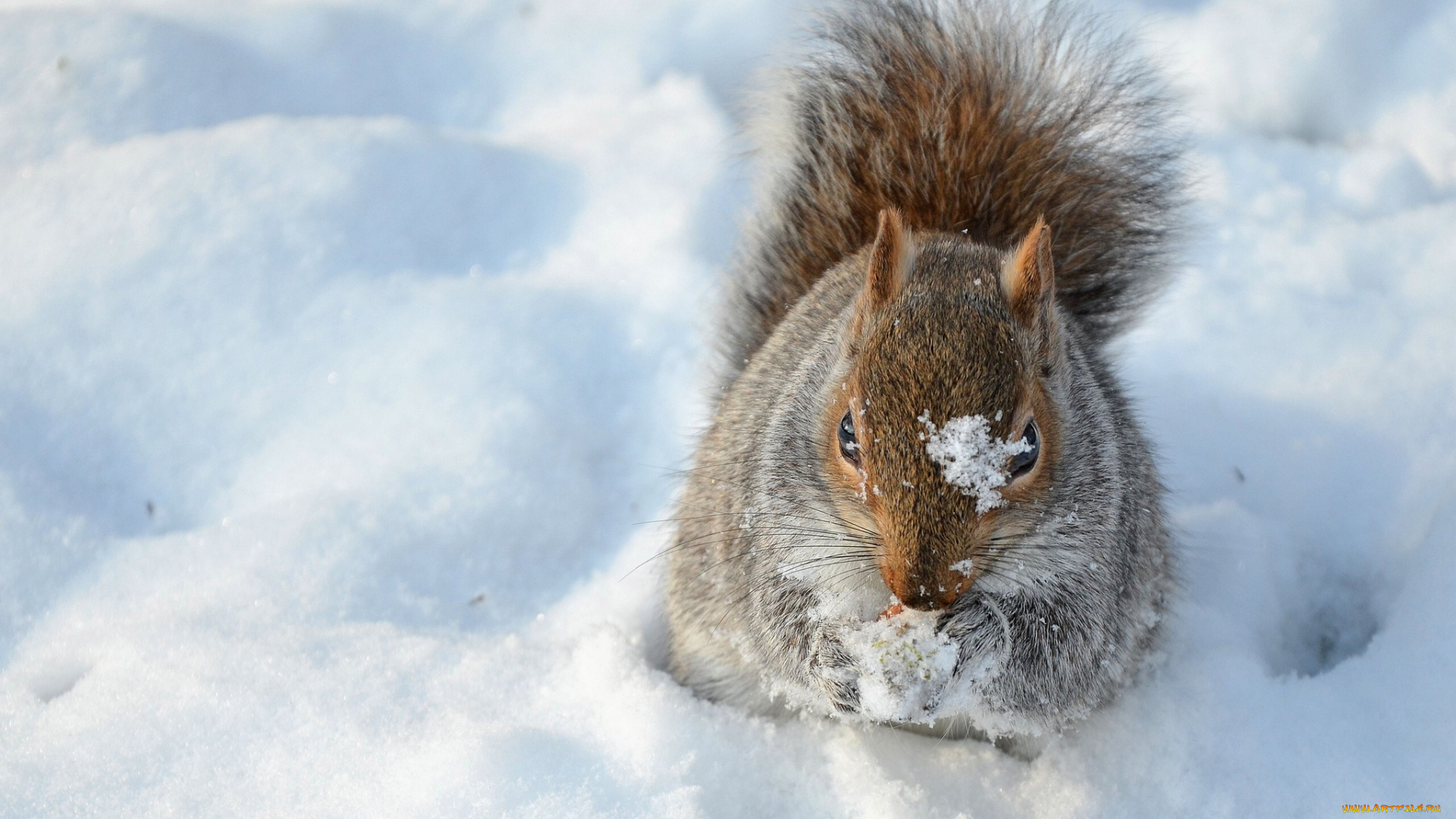 животные, белки, снег
