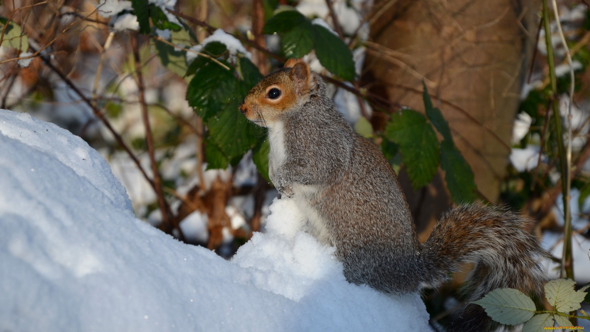животные, белки, снег