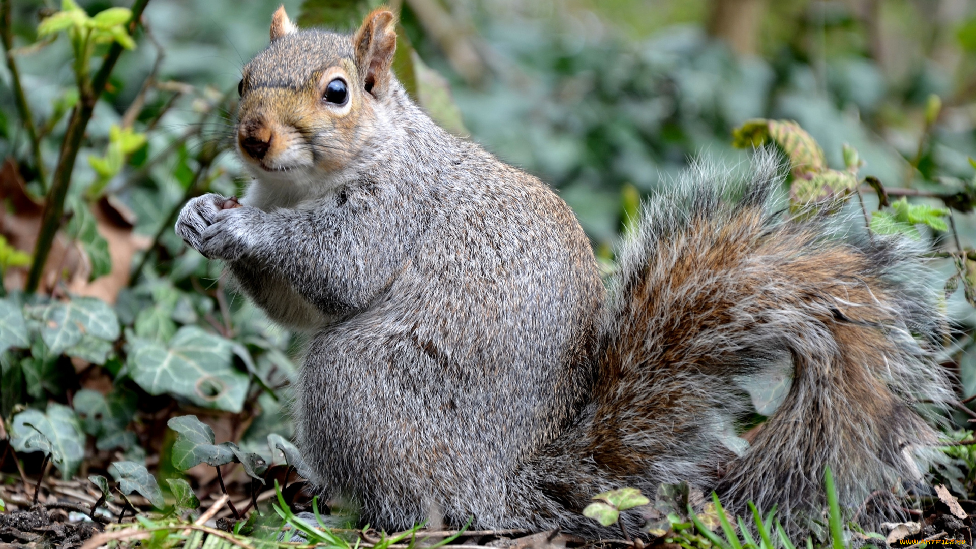 животные, белки, трава