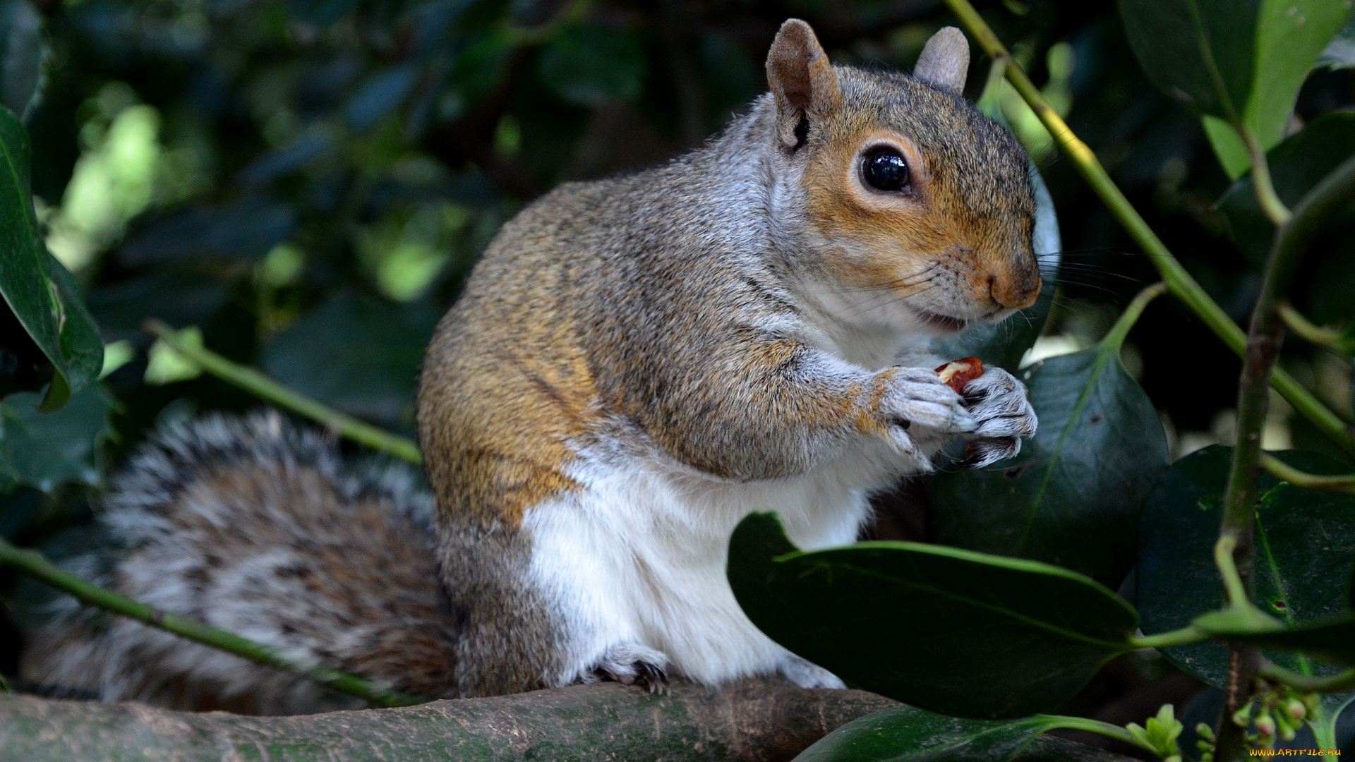 животные, белки, ветка, листья