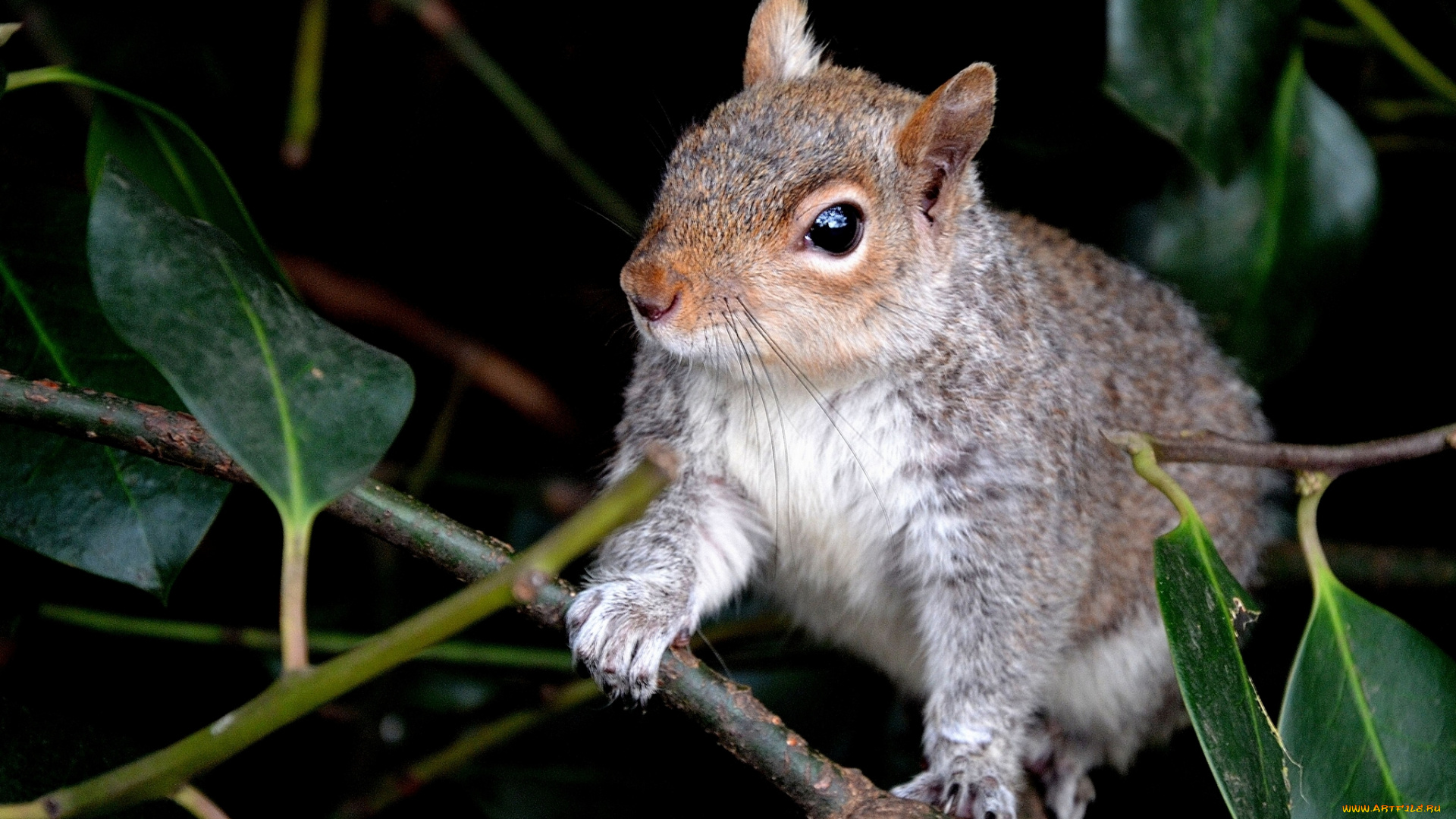 животные, белки, ветки, листья