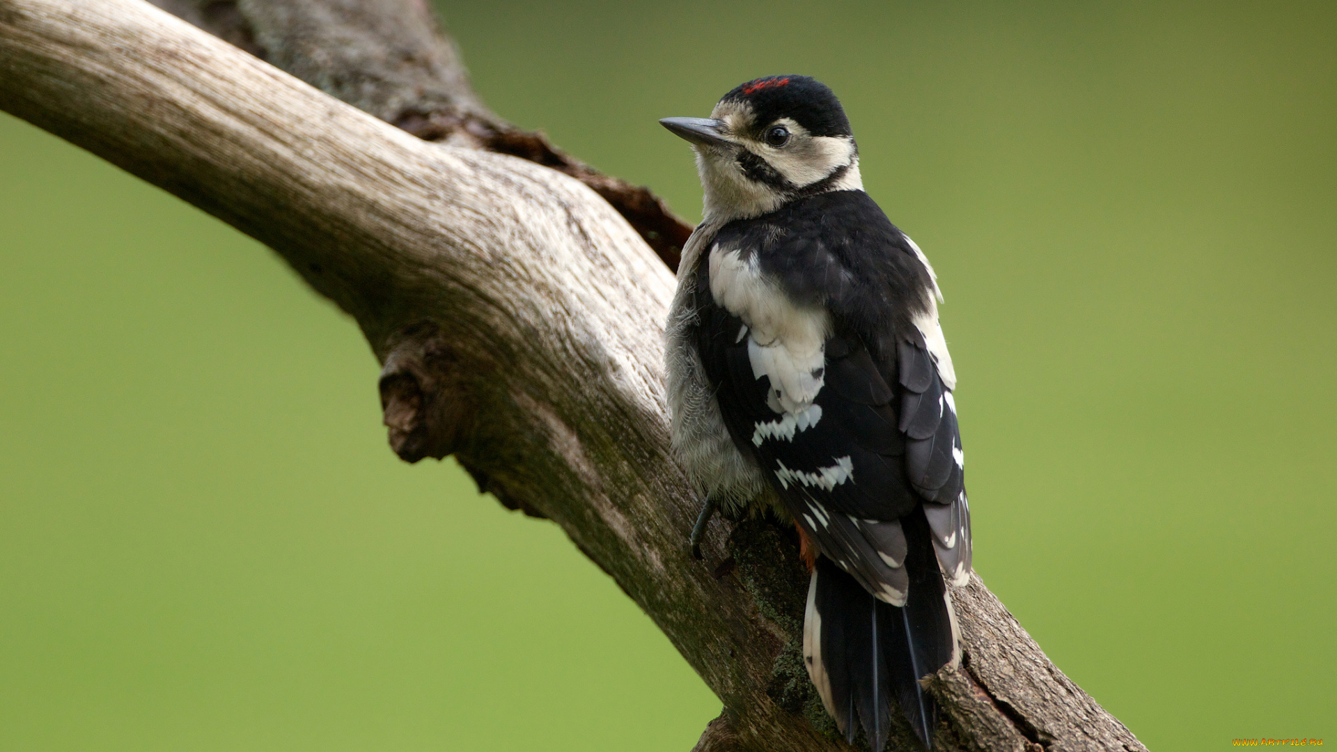 животные, дятлы, бревно
