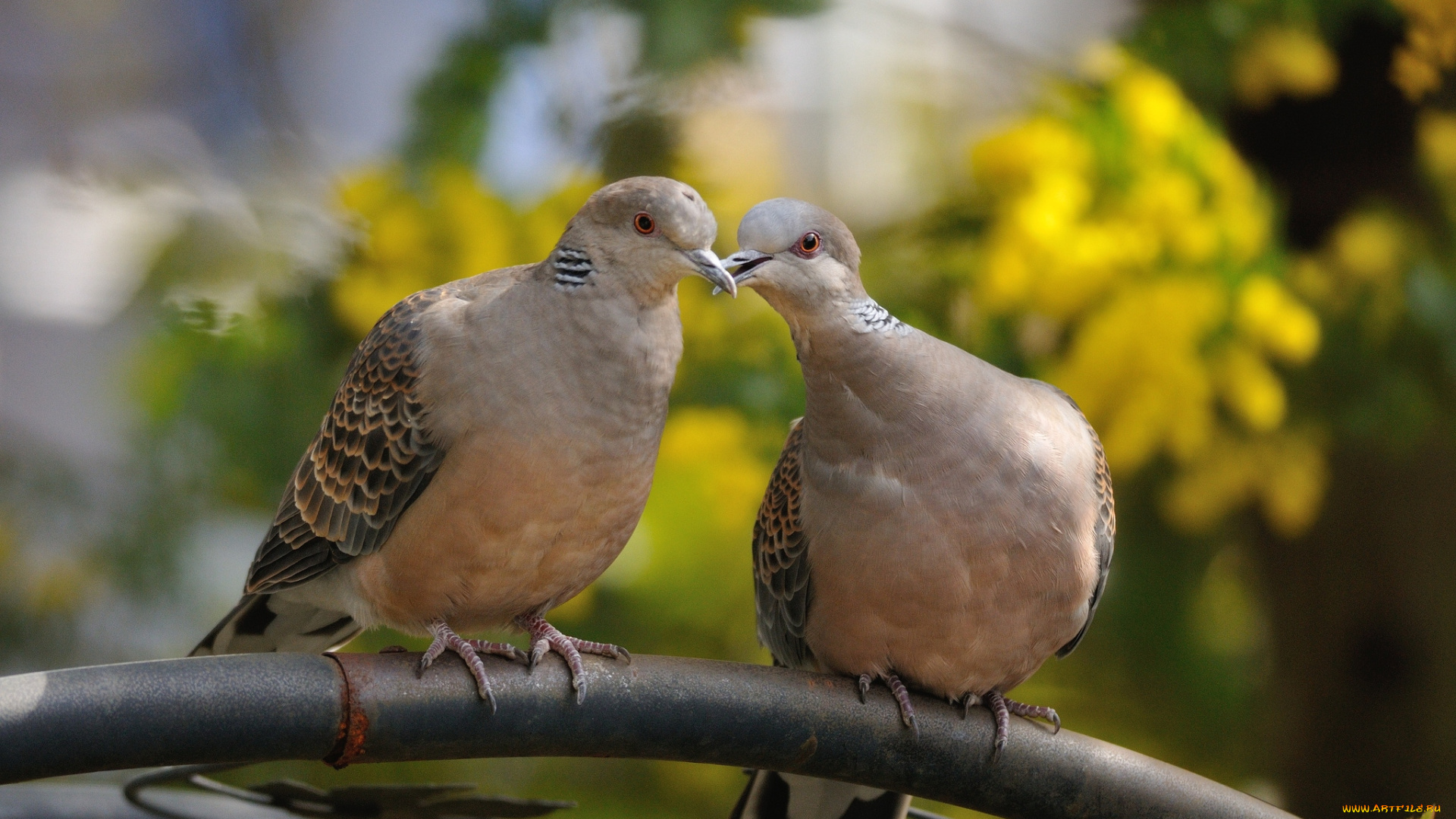 животные, голуби, горлицы, голубки