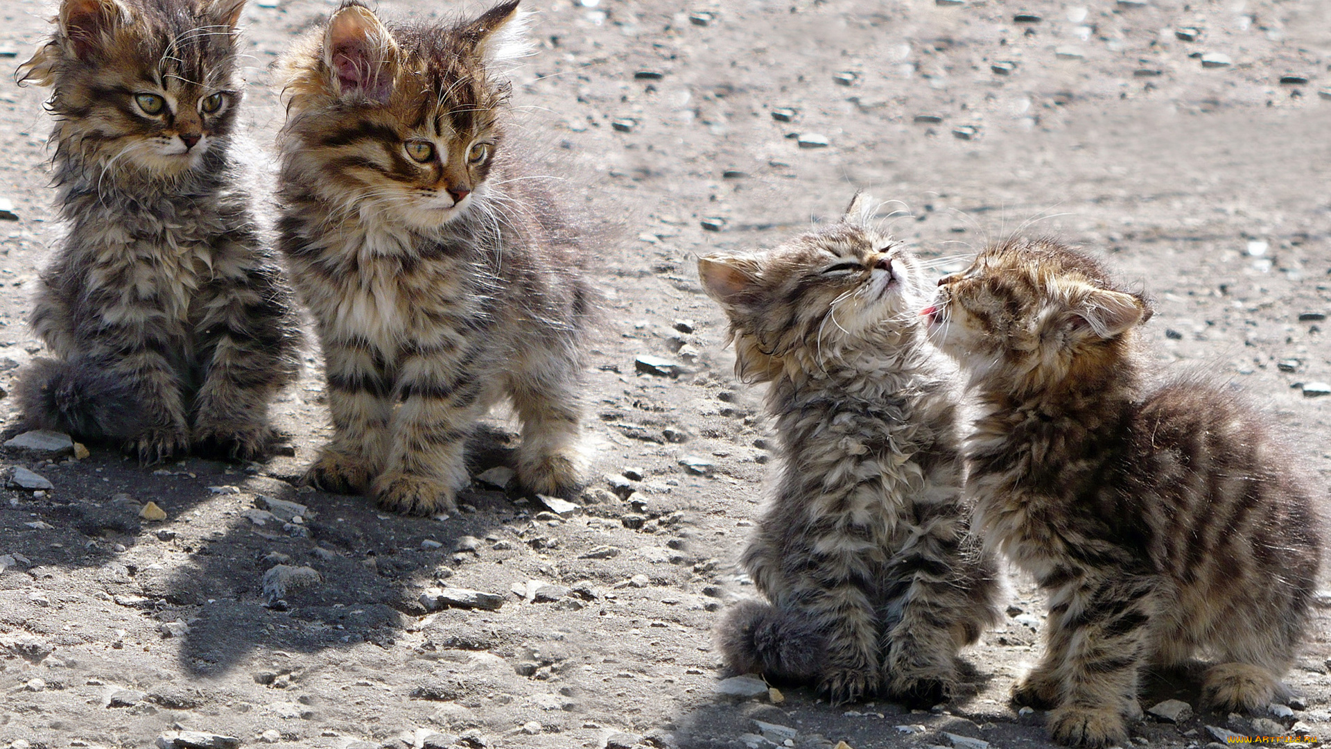 животные, коты, котята
