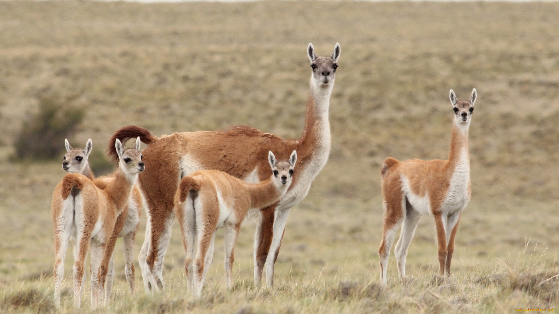 животные, ламы, семейка, гуанако, степь