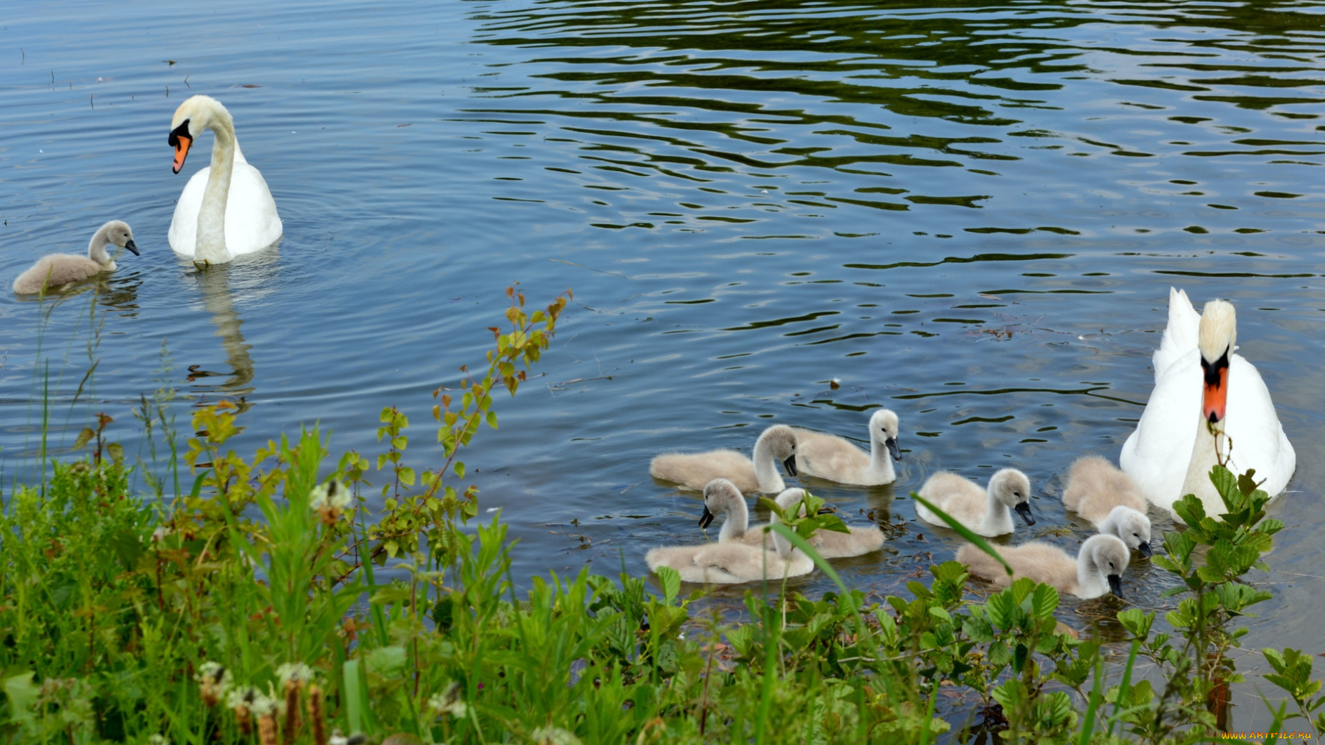 животные, лебеди, шипун, семья