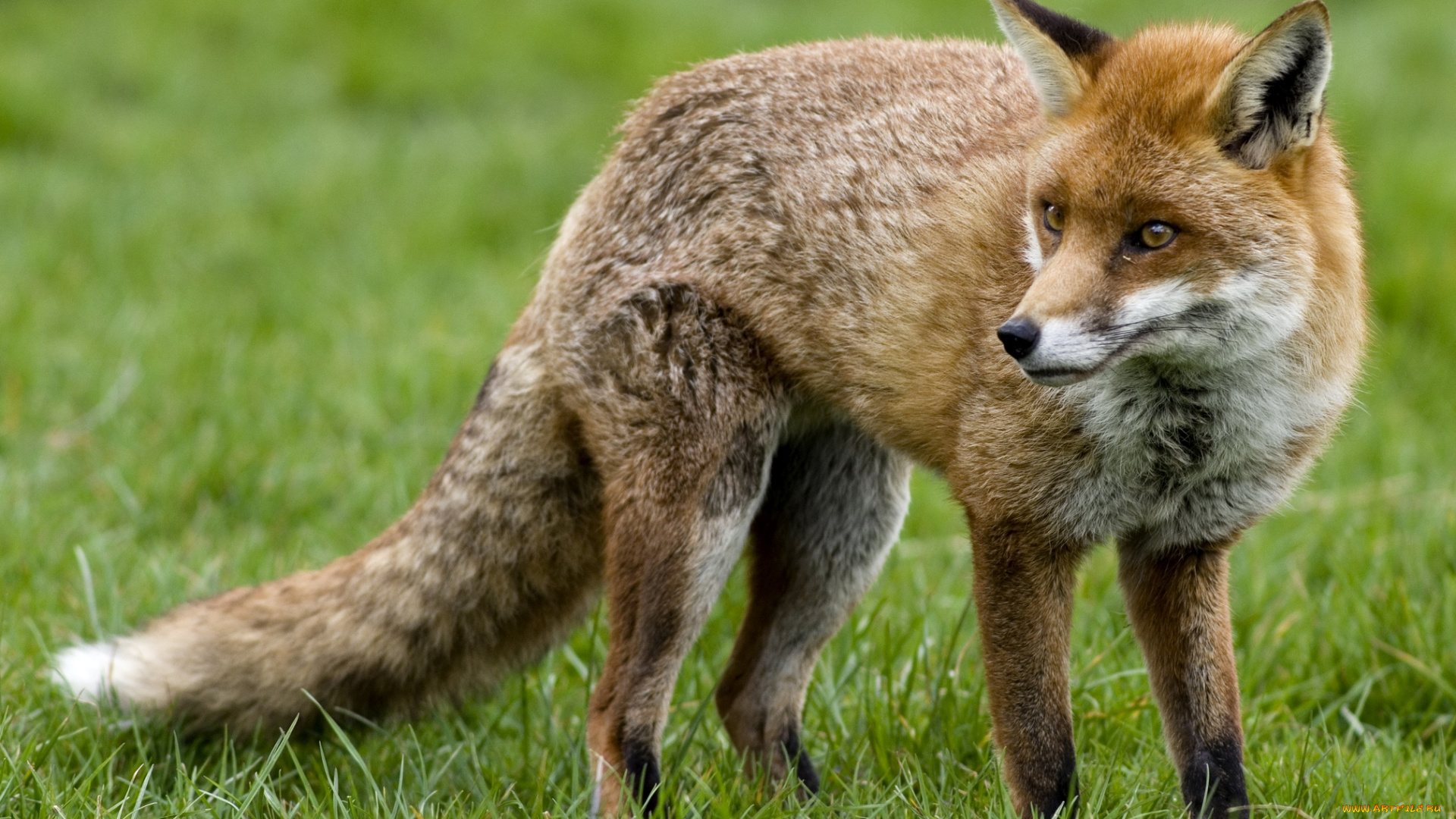 животные, лисы, рыжая