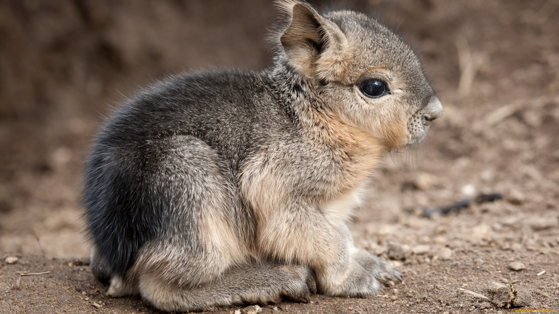 животные, мары, патагонская, морская, свинка, милый