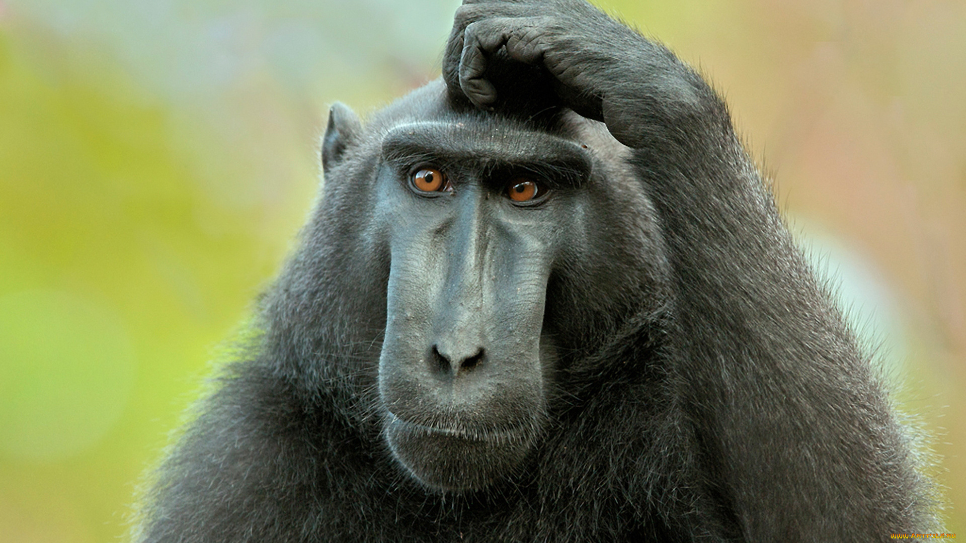 животные, обезьяны, жест, взгляд, обезьяна, глаза