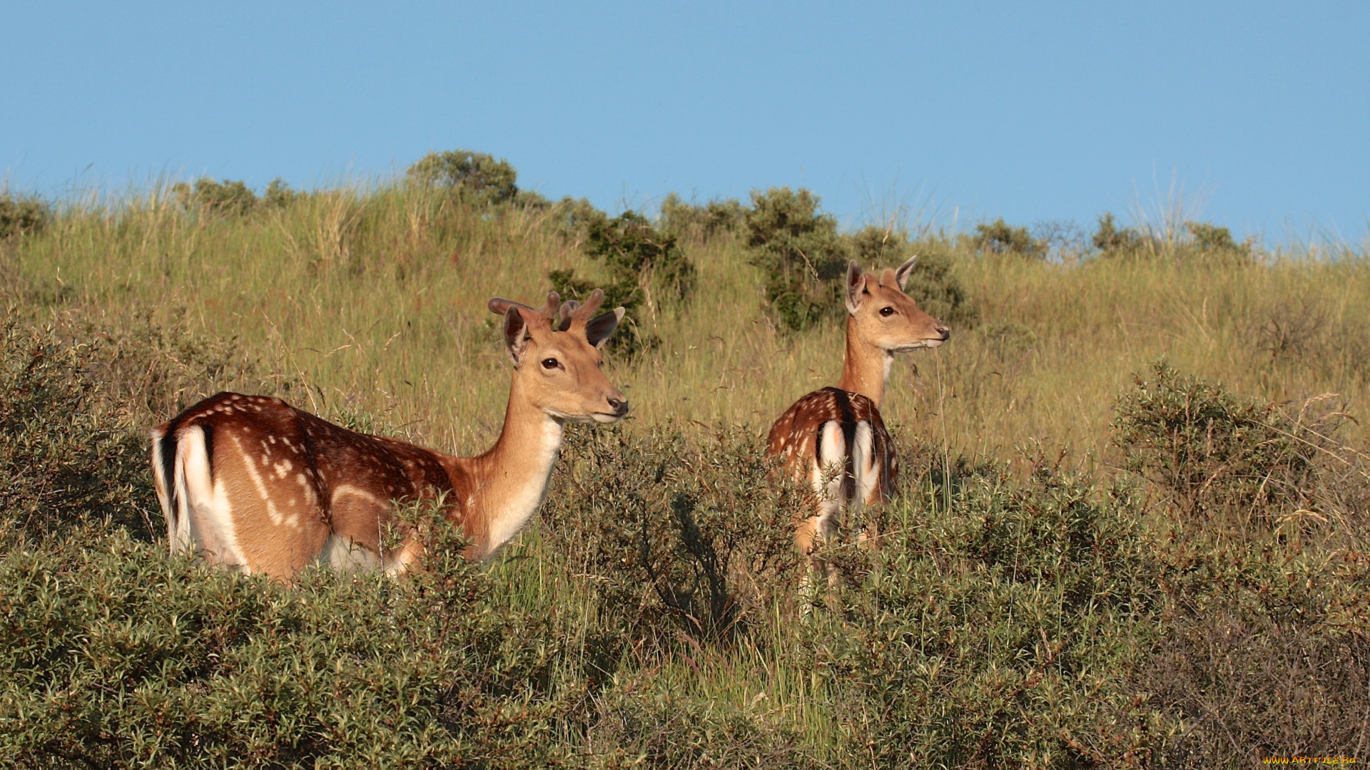 животные, олени, даниэль, лань