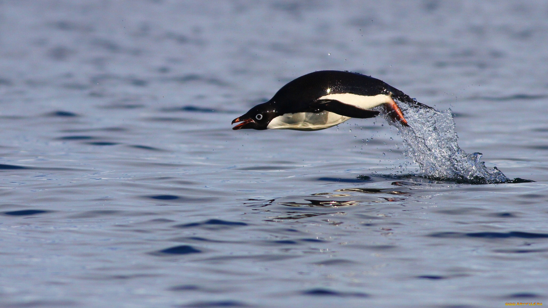 животные, пингвины, пингвин, адели, вода, прыжок