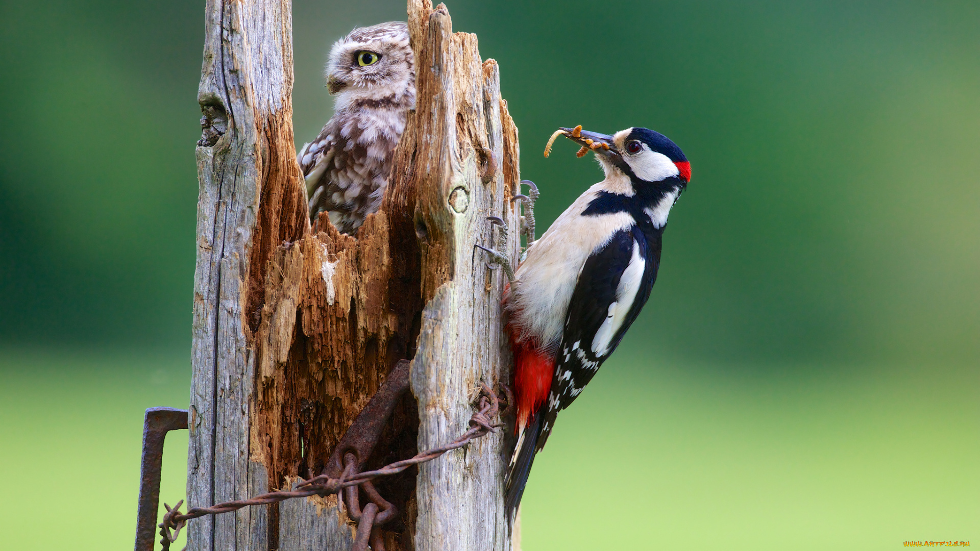 животные, птицы, сова, дятел, сыч