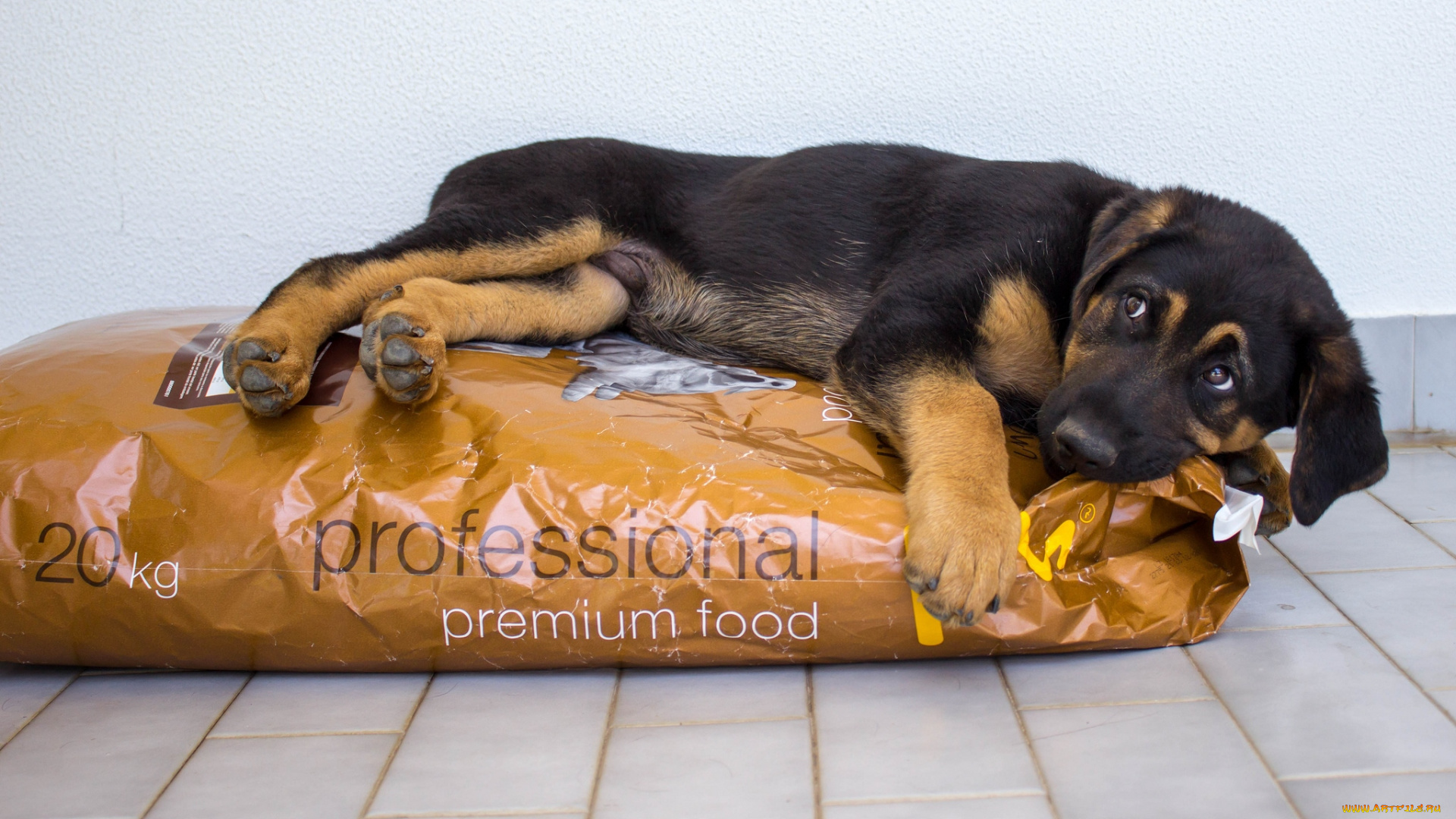 животные, собаки, корм, щенок, овчарка