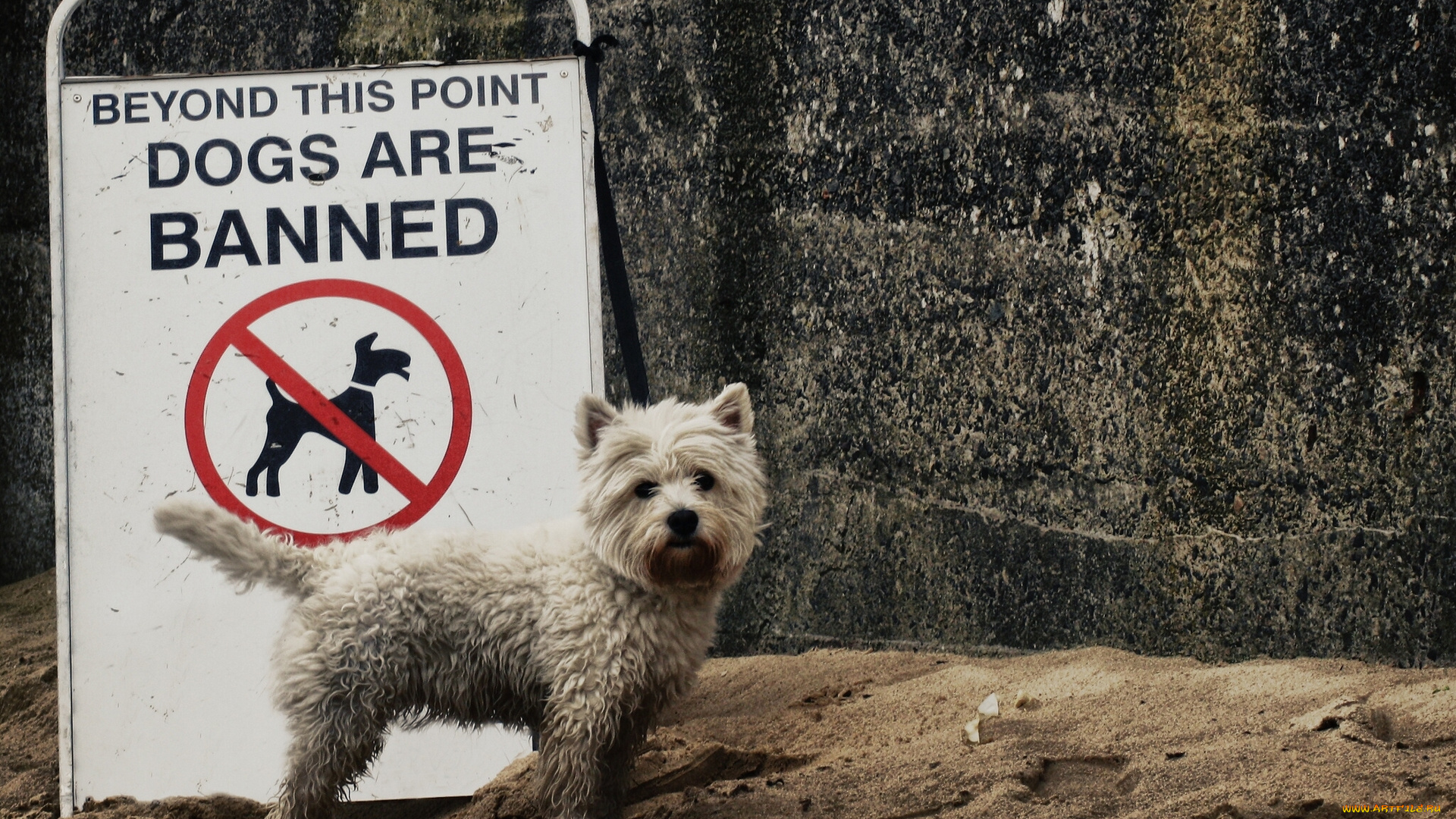 животные, собаки, запрет