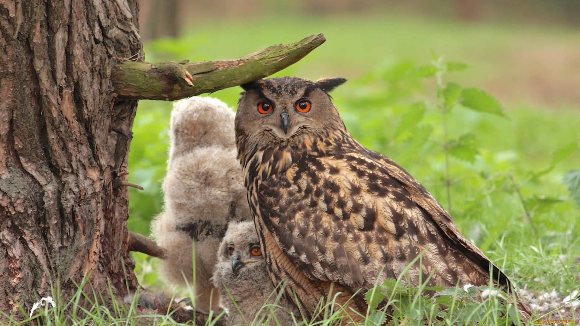 животные, совы, сук, филин, птенцы, дерево