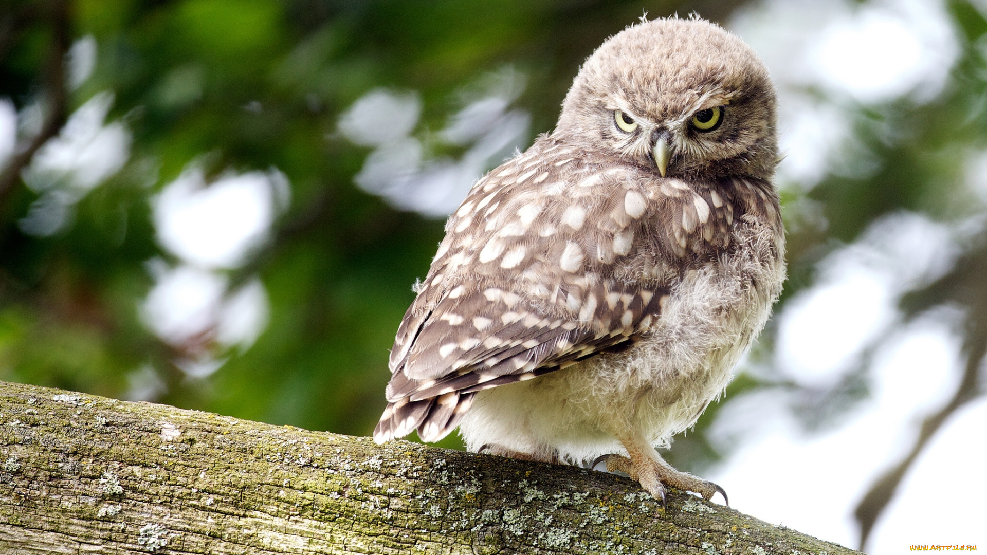 животные, совы, сыч, птенец, бревно