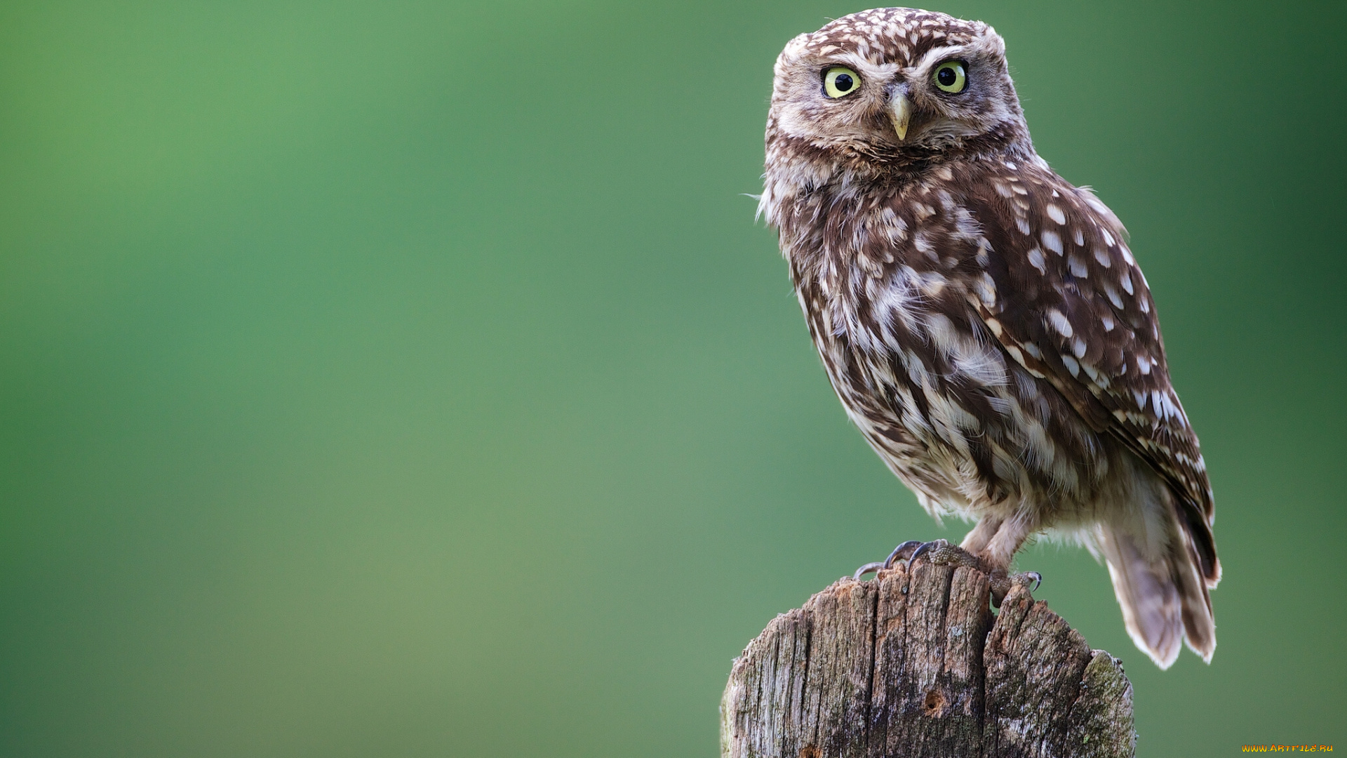 животные, совы, сыч, сова, птица