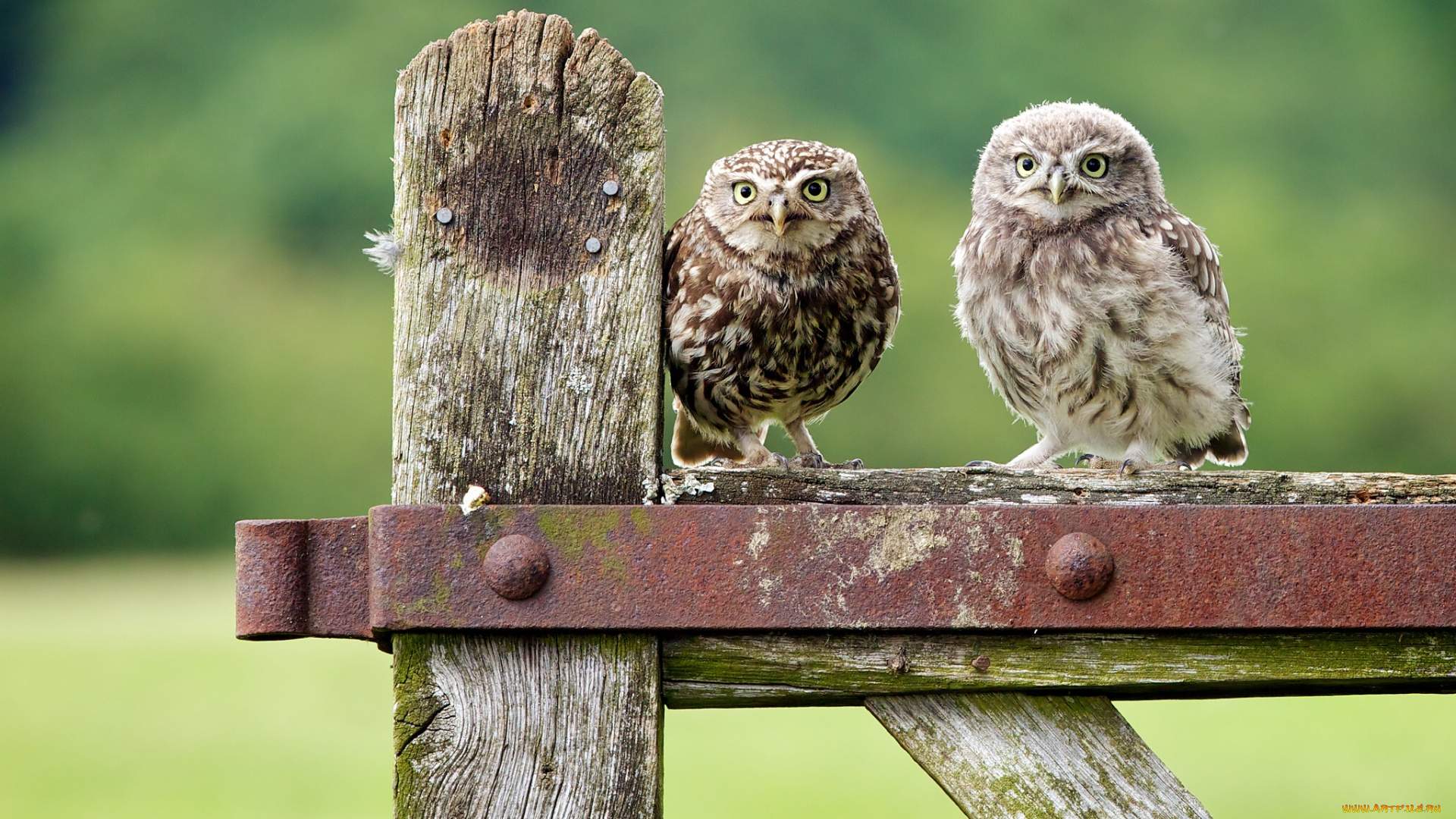 животные, совы, сычи