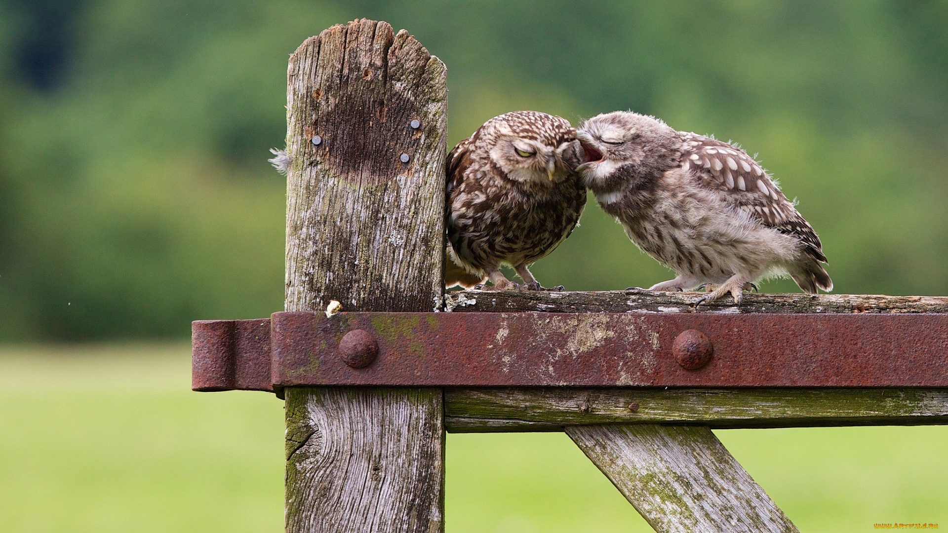 животные, совы, сычи, птенец